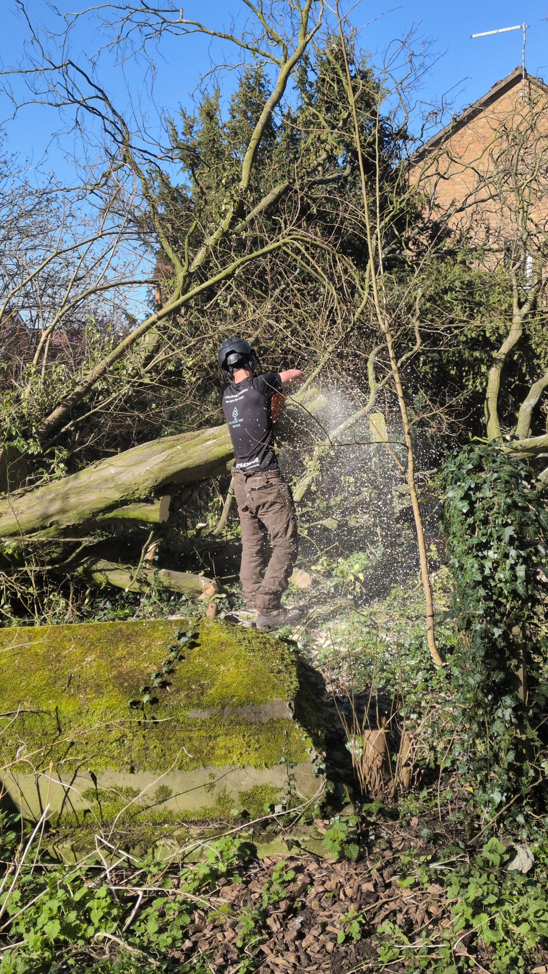Gus Bishop Tree Services storm damaged trees