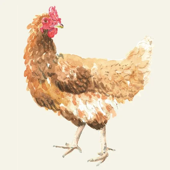 NM_OLMA_Aquarell_Huhn_quad.jpg