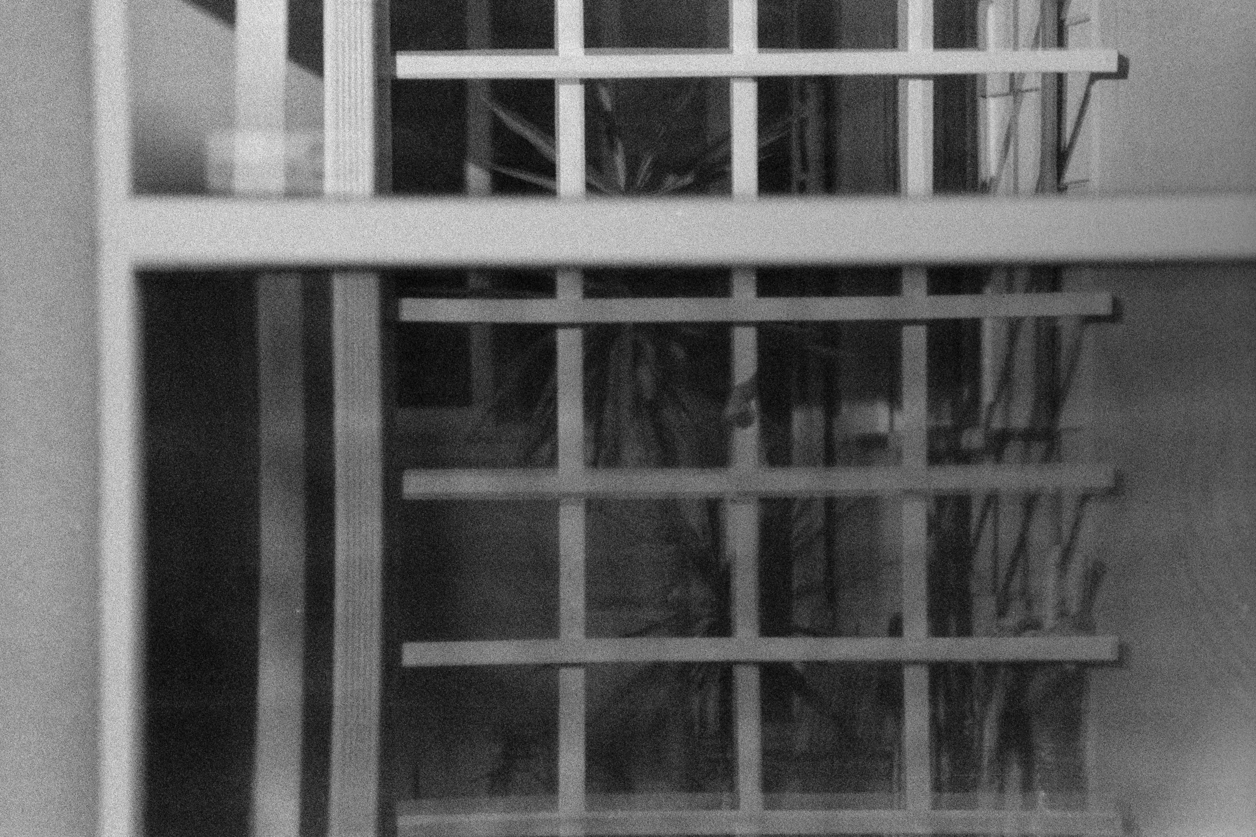 A hazy eco processed black & white 35mm film image shows a lattice with spiky plants peeking through.