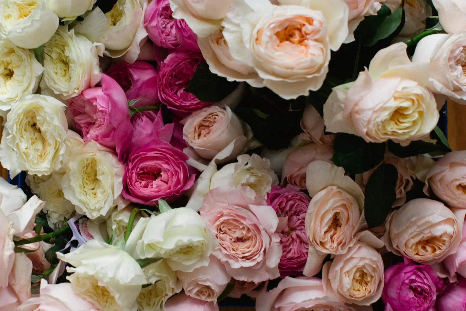 Garden Roses