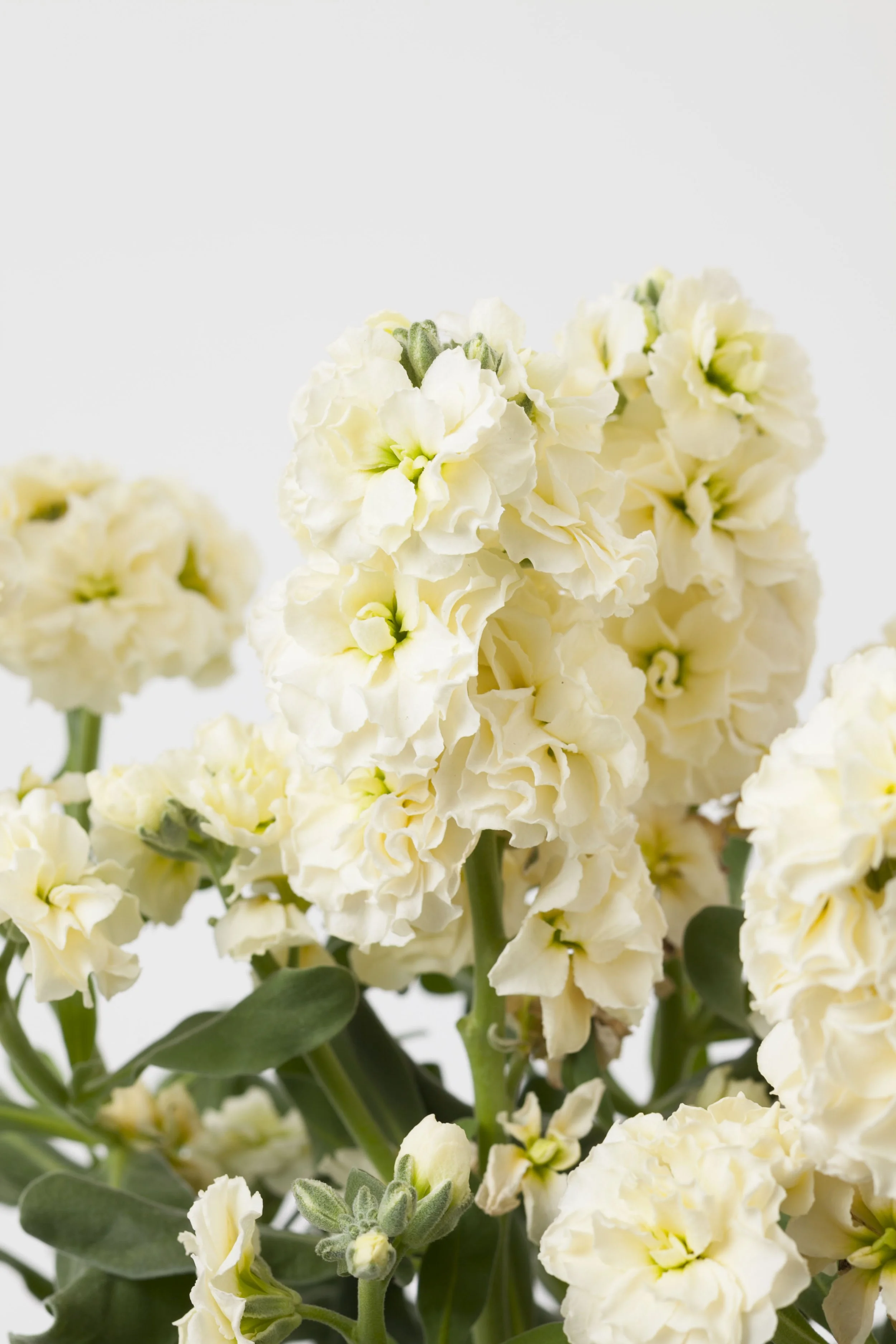 STOCK DOUBLE CREAM 2.jpg