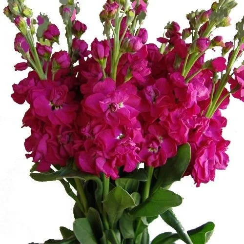STOCK DOUBLE HOT PINK.jpg