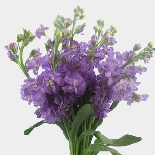 STOCK DOUBLE LAVANDER.jpg