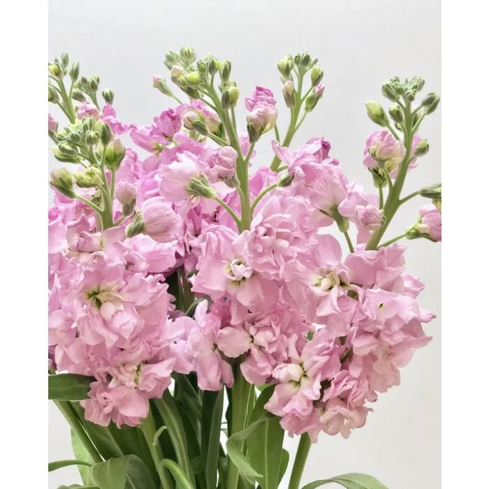 STOCK DOUBLE PINK.jpg