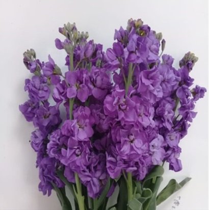STOCK DOUBLE PURPLE.jpg