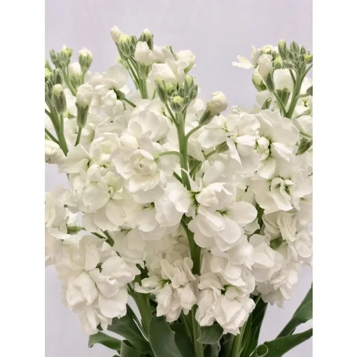 STOCK DOUBLE WHITE.jpg