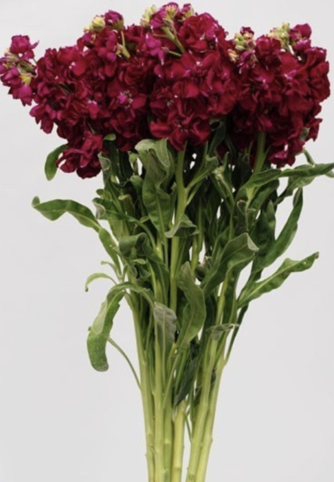 STOCK DOUBLE BURGUNDY.png
