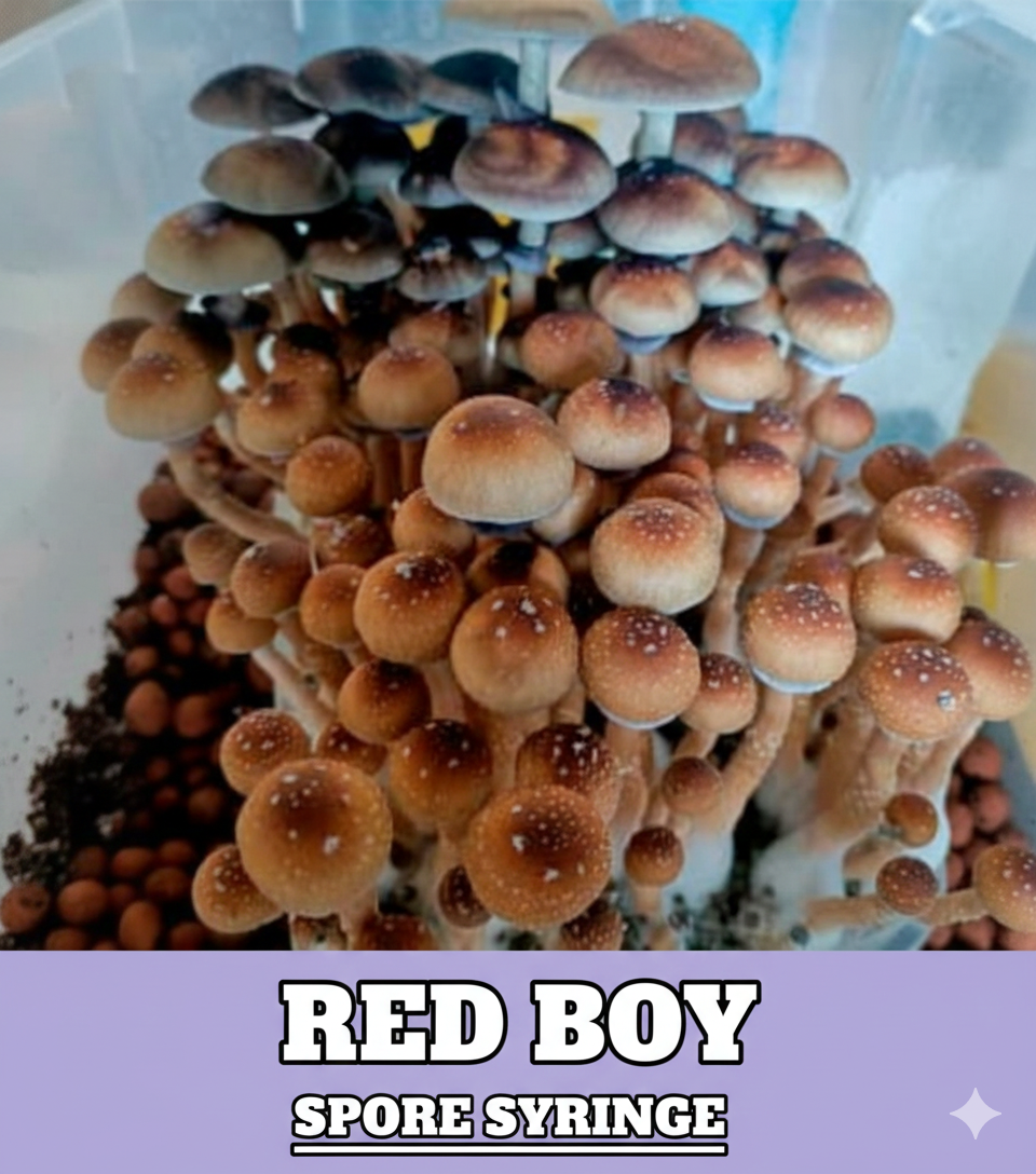 Red Boy Liquid Culture Syringe