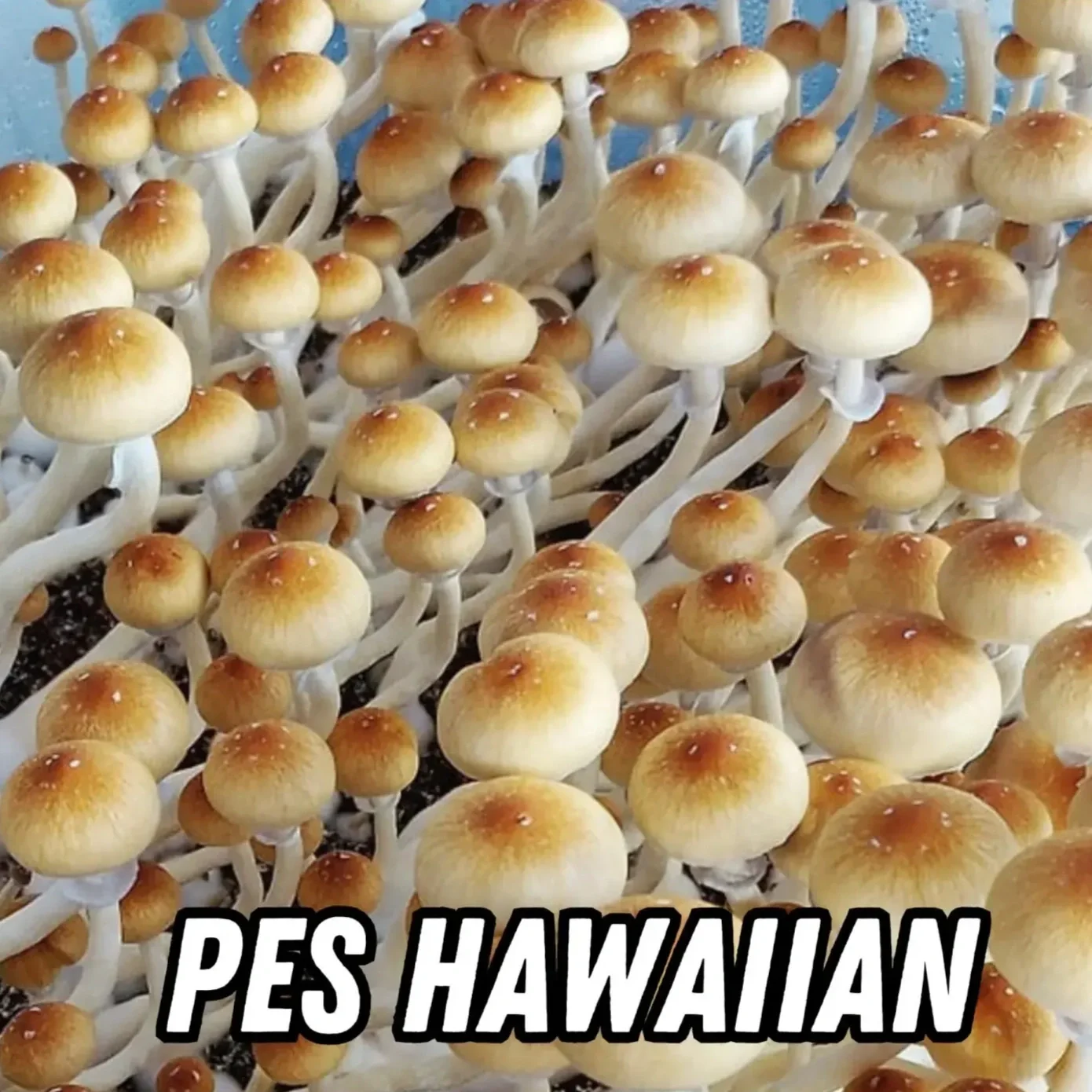 PES-Hawaiian-Spore-Syringe-1536x1536.jpg.webp