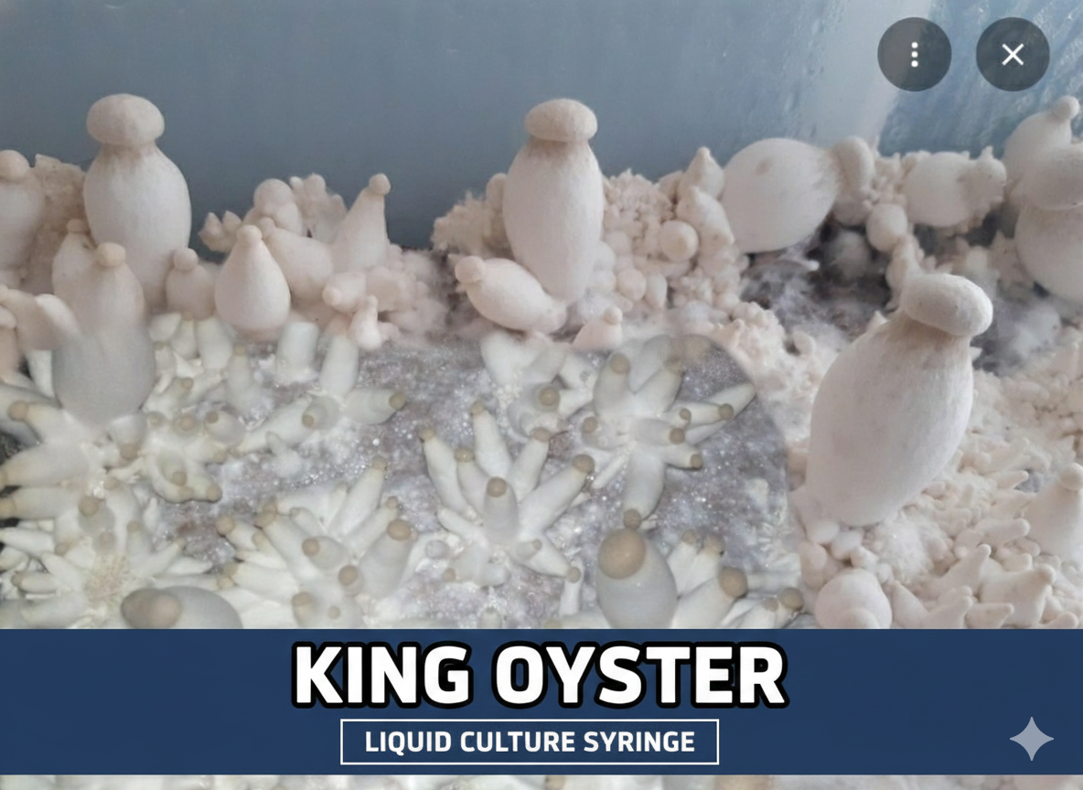 King Oyster Grow Kit: Liquid Culture Syringe