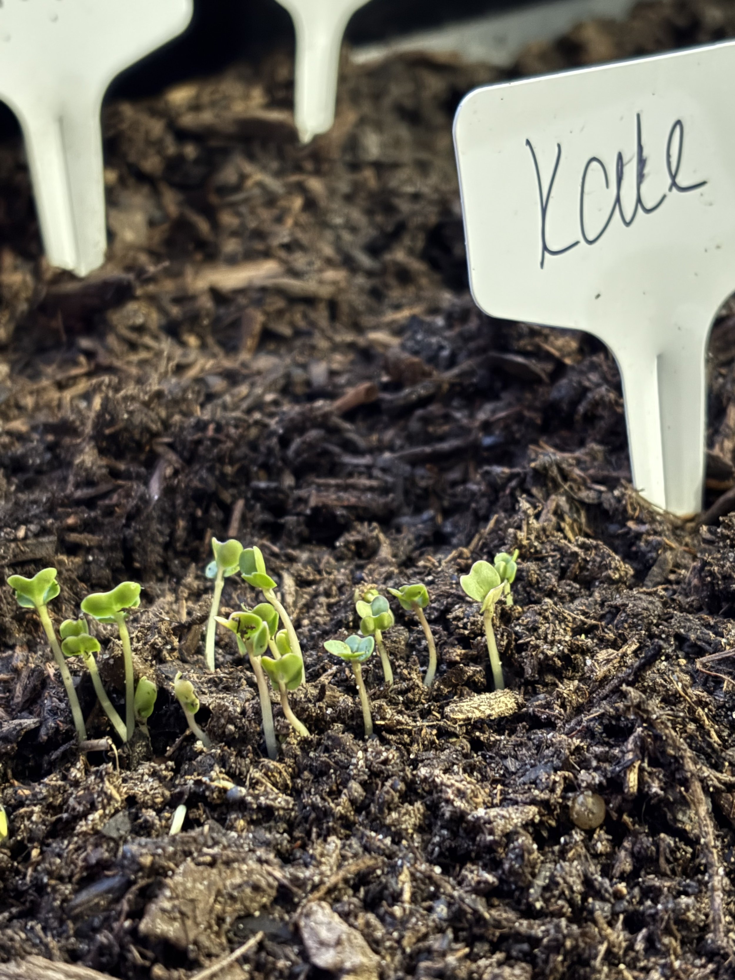 Spring Garden Seeding &amp; Early Sprouts 🌱