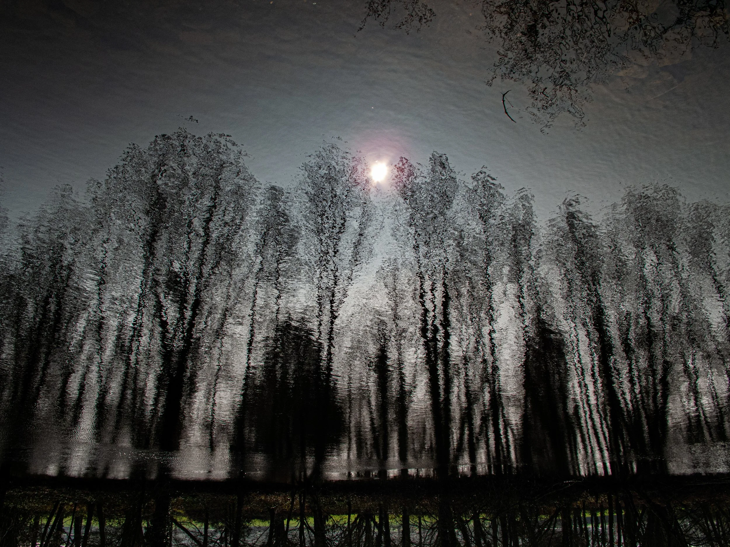 Tree reflections in a body of water with the sun shining through the trees.