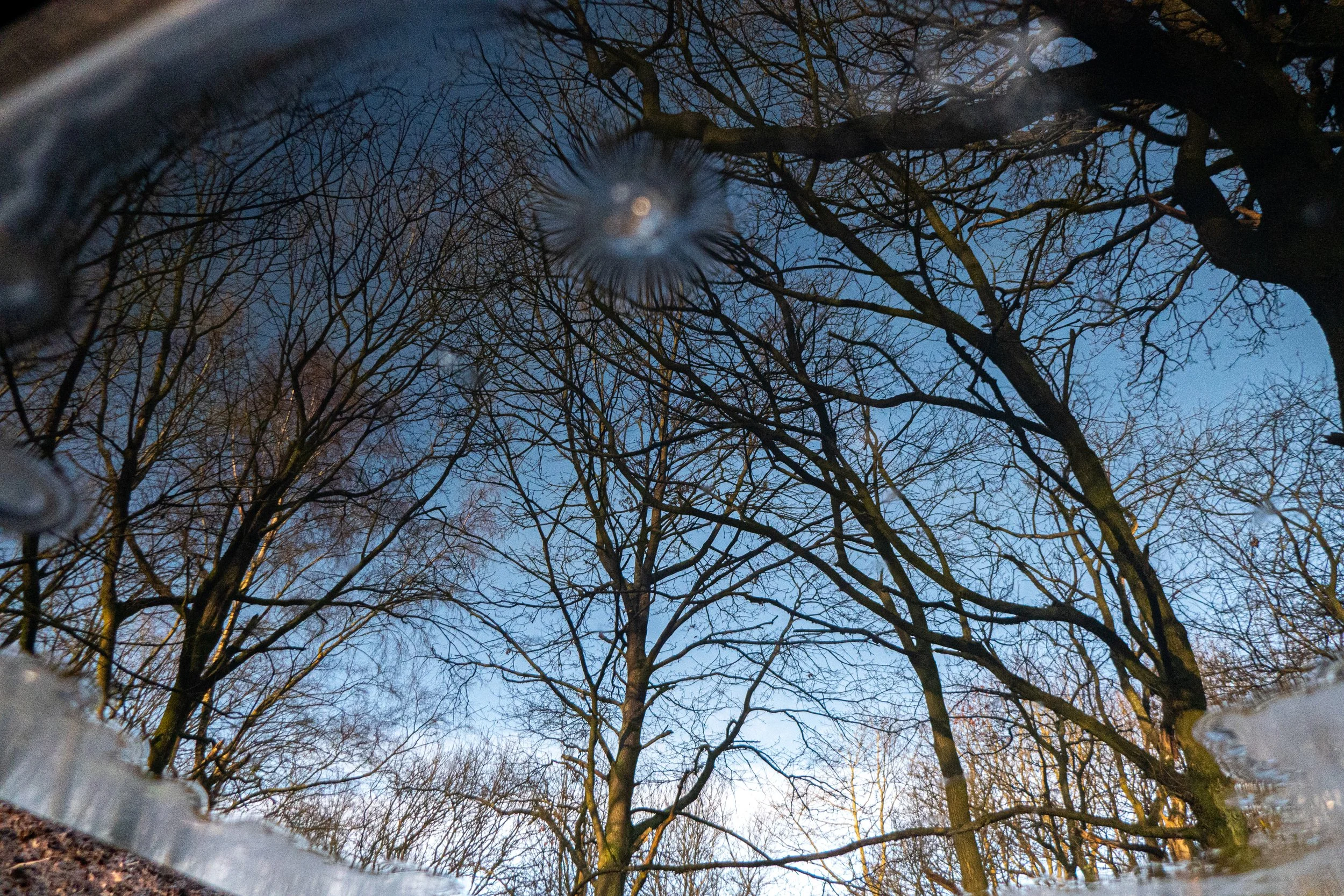 View of leafless trees against a blue sky as seen from the ground, with part of a metal railing or fence in the foreground.