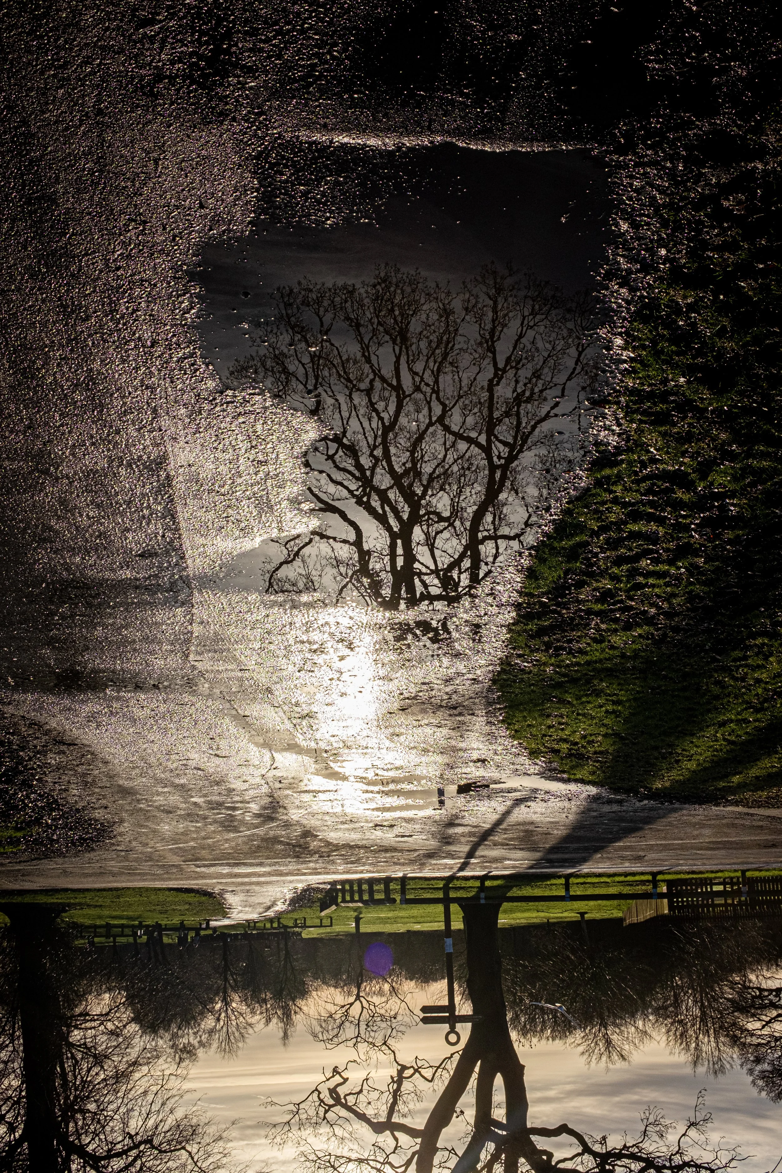A reflection of a leafless tree in a puddle on a wet surface on a cloudy day.