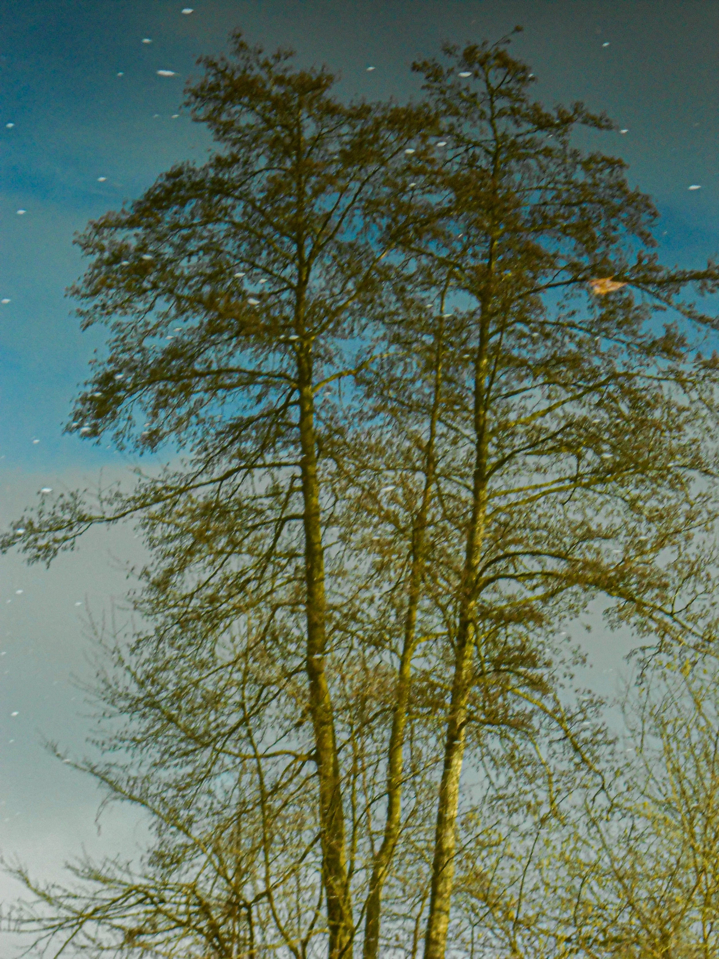 Reflection of tall leafless trees on the surface of water, with a blue sky in the background.