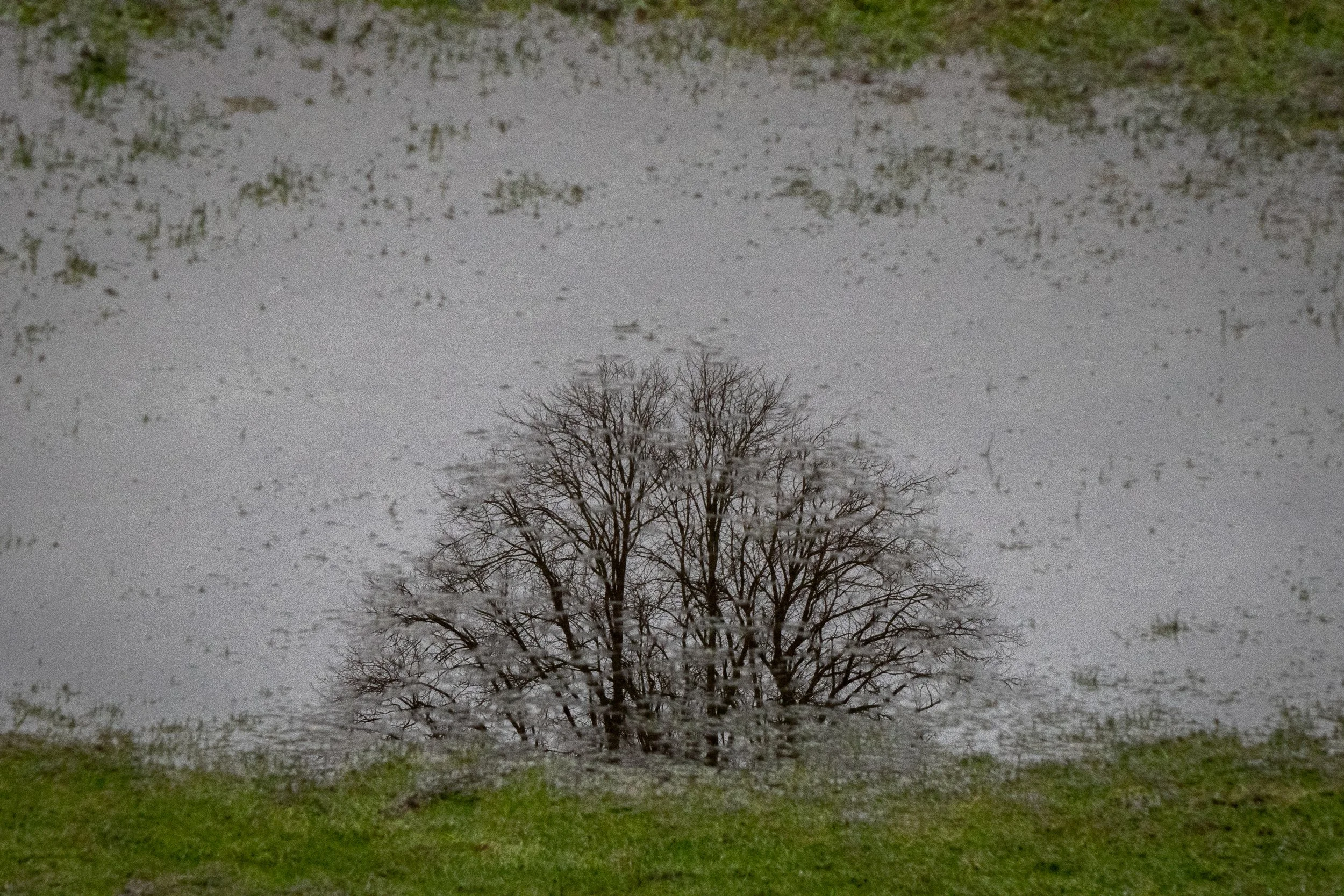 Reflection of a leafless tree in a puddle of water on a grassy area.