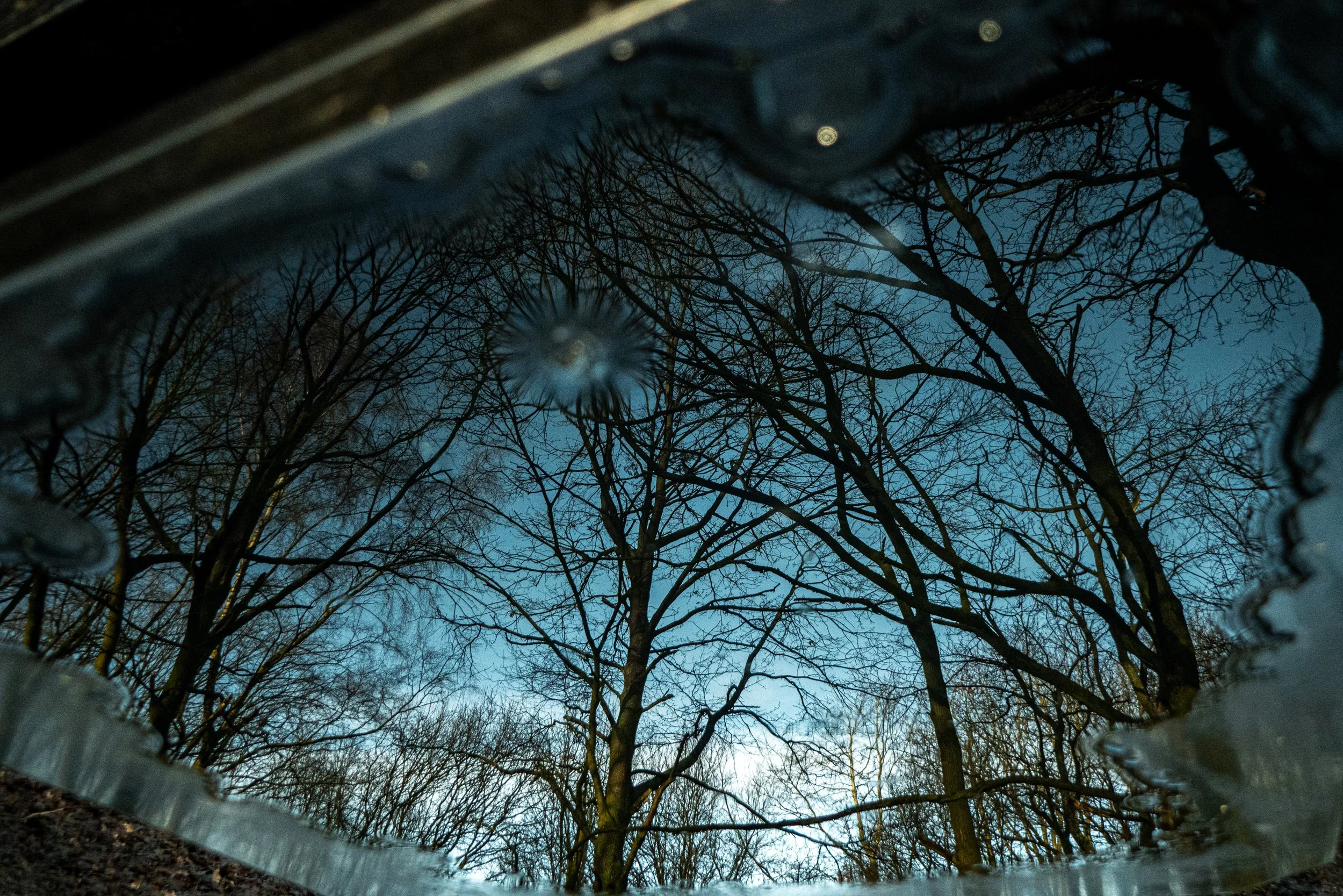 Looking up through ice-covered ground at leafless trees against a blue sky.