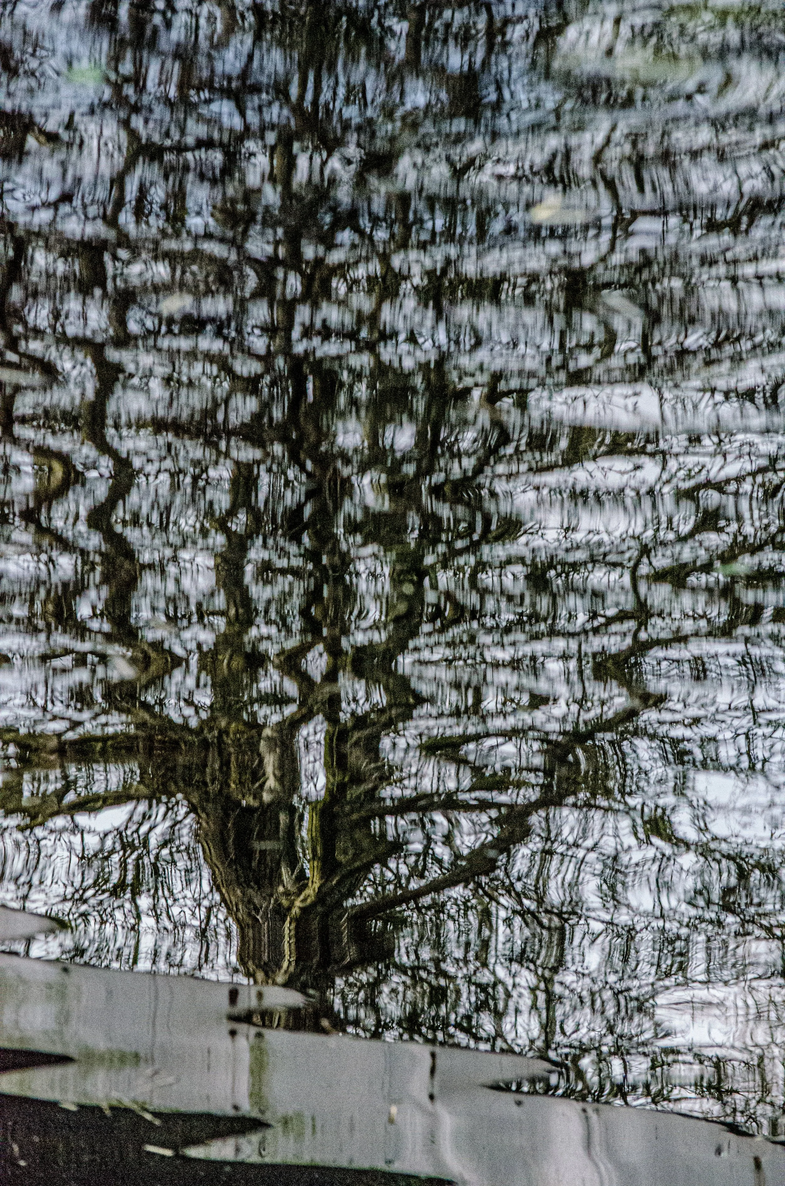 Reflection of leafless tree and sky in water, with a metal railing at the bottom.