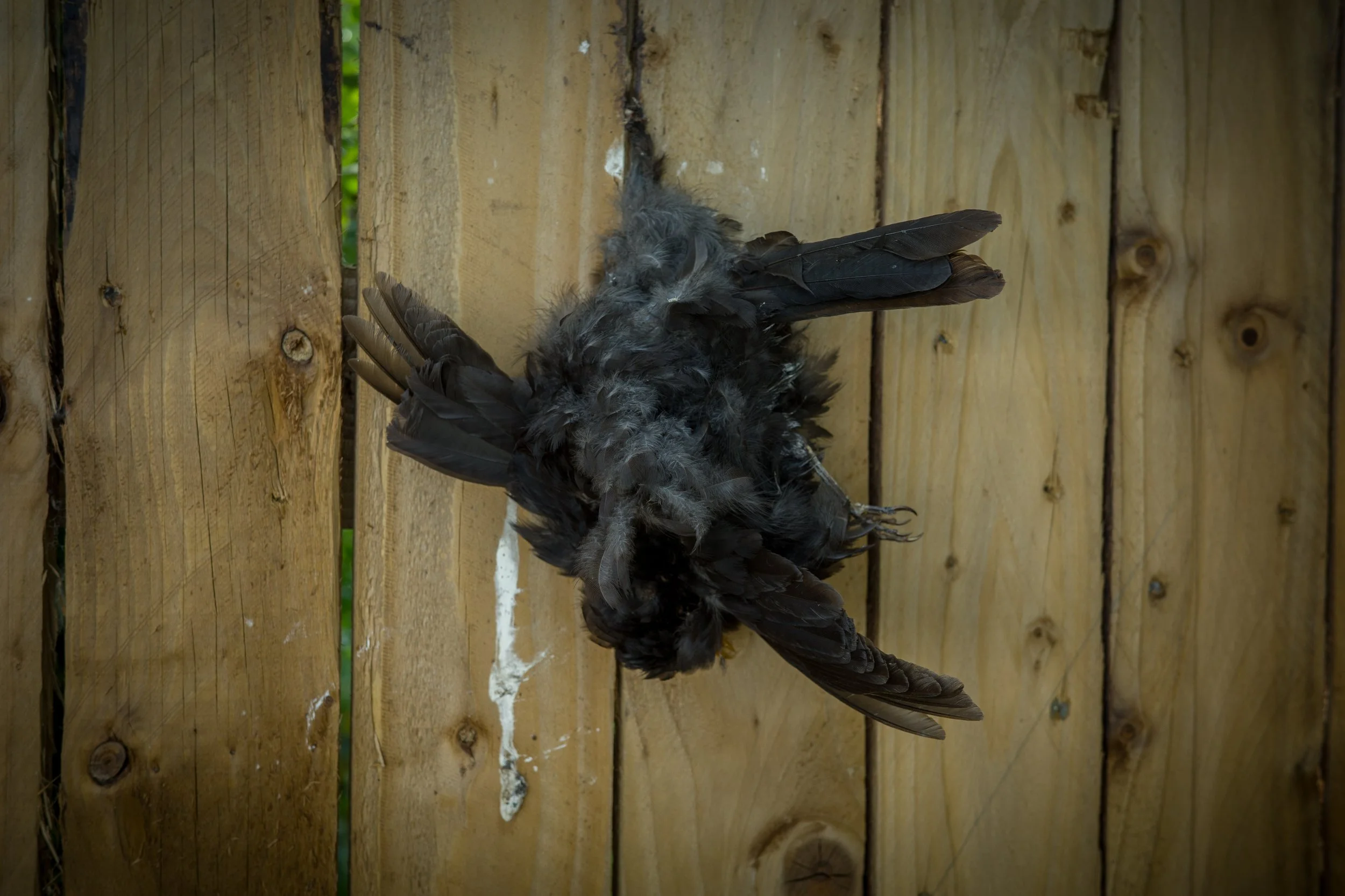 A deceased bird with black feathers lying on a wooden surface.