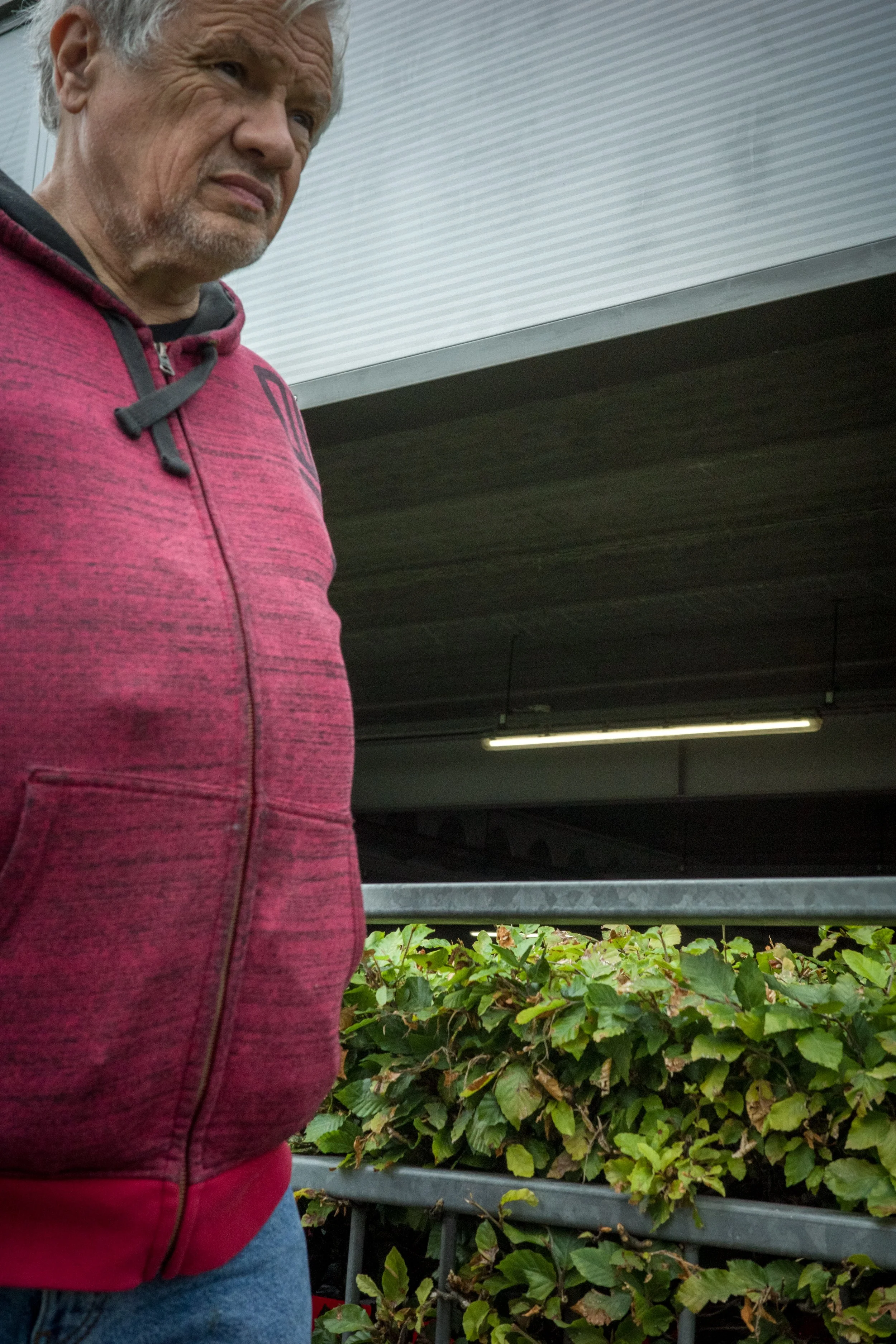 Older man in a red hooded sweatshirt standing next to a large plant with green leaves, under a metal structure.