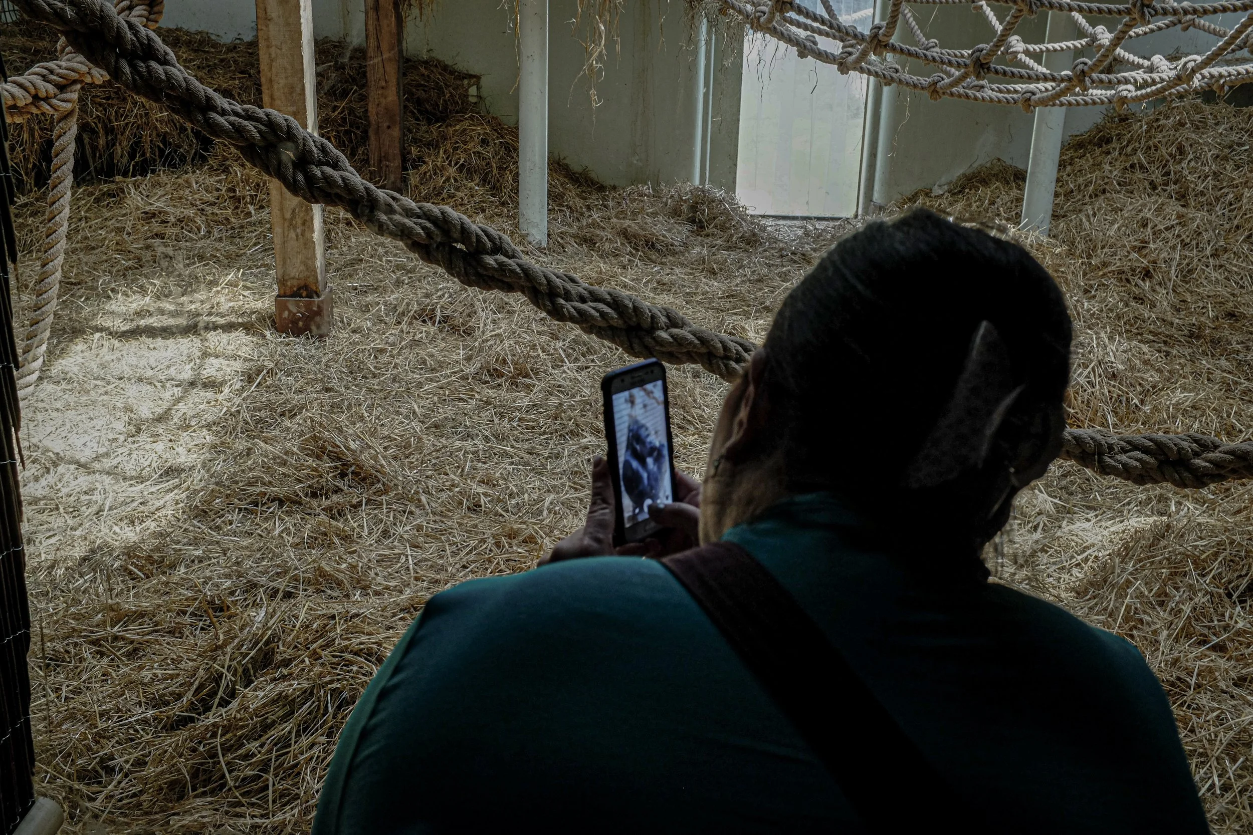 Person sitting on the ground inside a barn or animal enclosure, taking a photo of a rope barrier with a smartphone. The enclosure has straw on the ground and metal supports, with a door visible in the background.