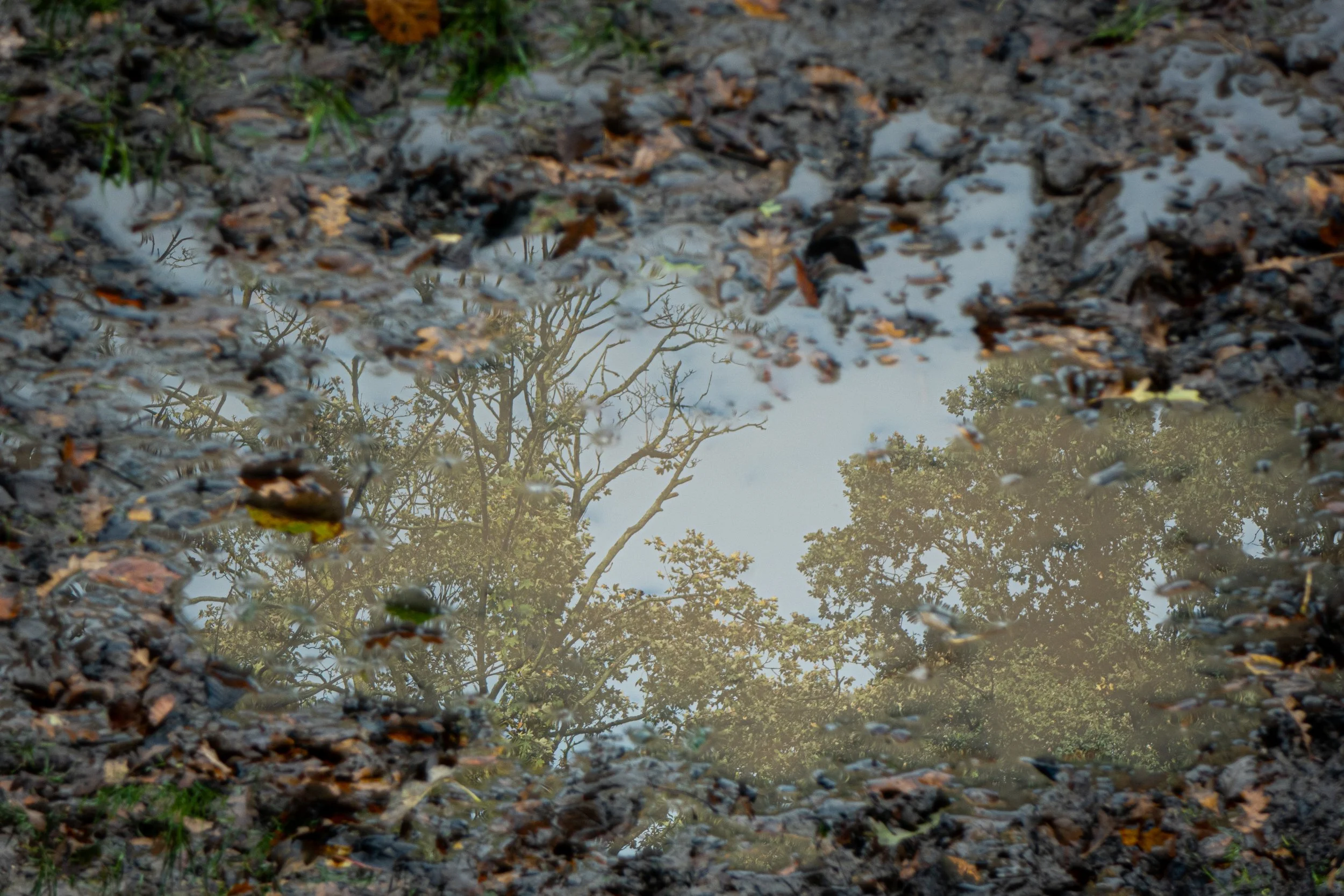 Reflection of trees in a puddle on the ground, surrounded by wet fallen leaves and soil.