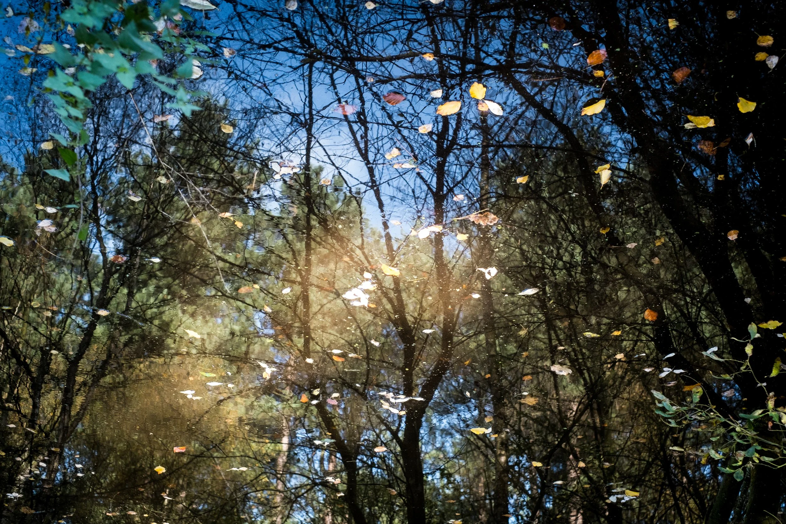 Reflections of trees and blue sky on a pond with fallen autumn leaves floating on the surface.
