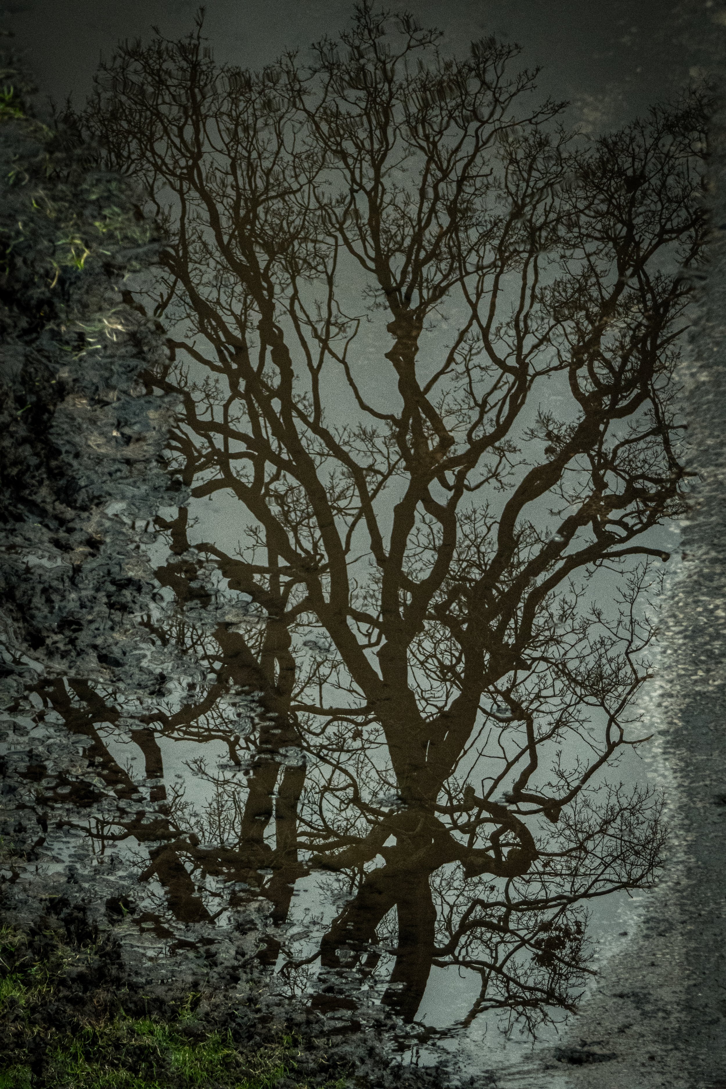Reflection of a leafless tree in a puddle on the ground during cloudy weather.