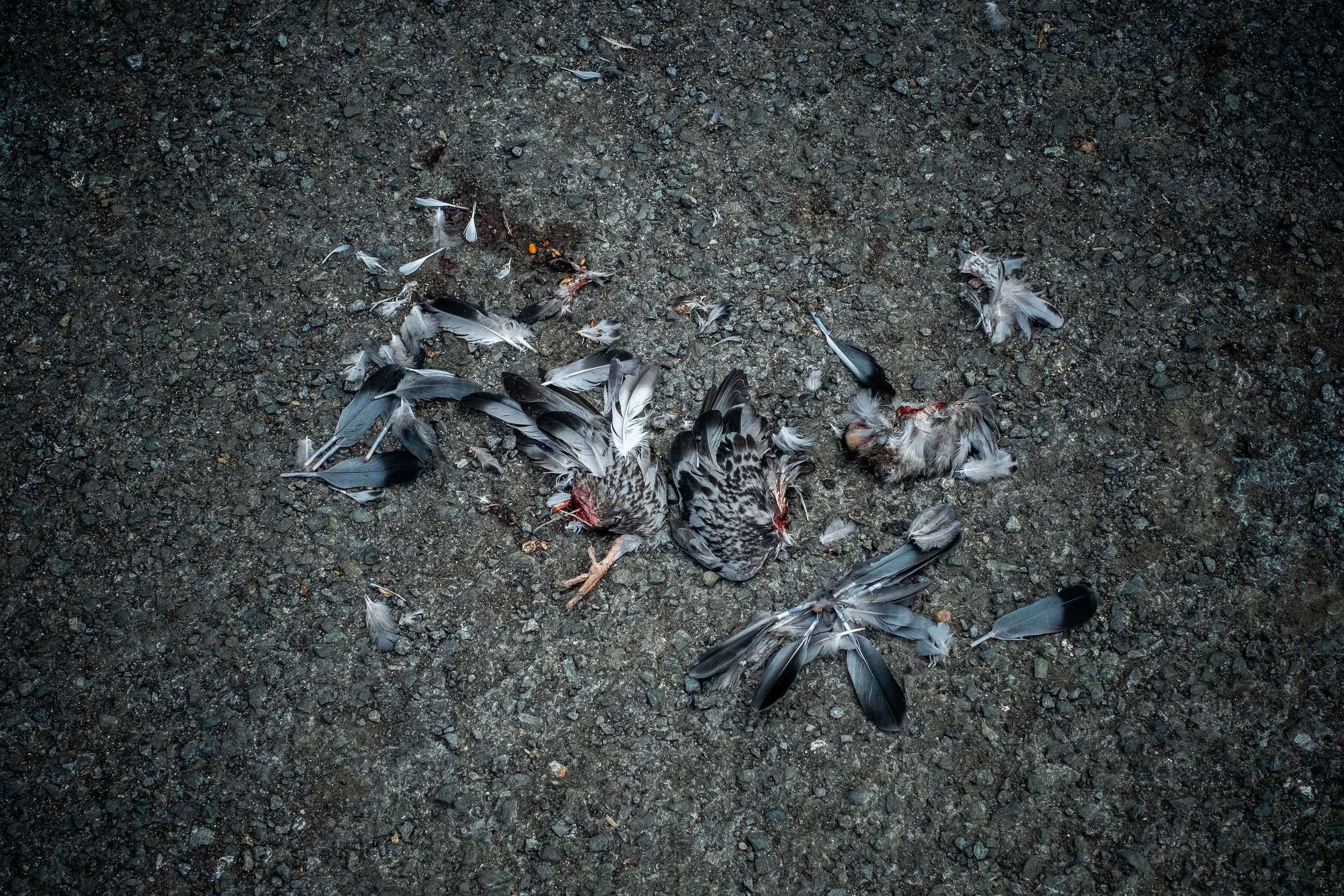 Several dead pigeons scattered on a rough asphalt surface.