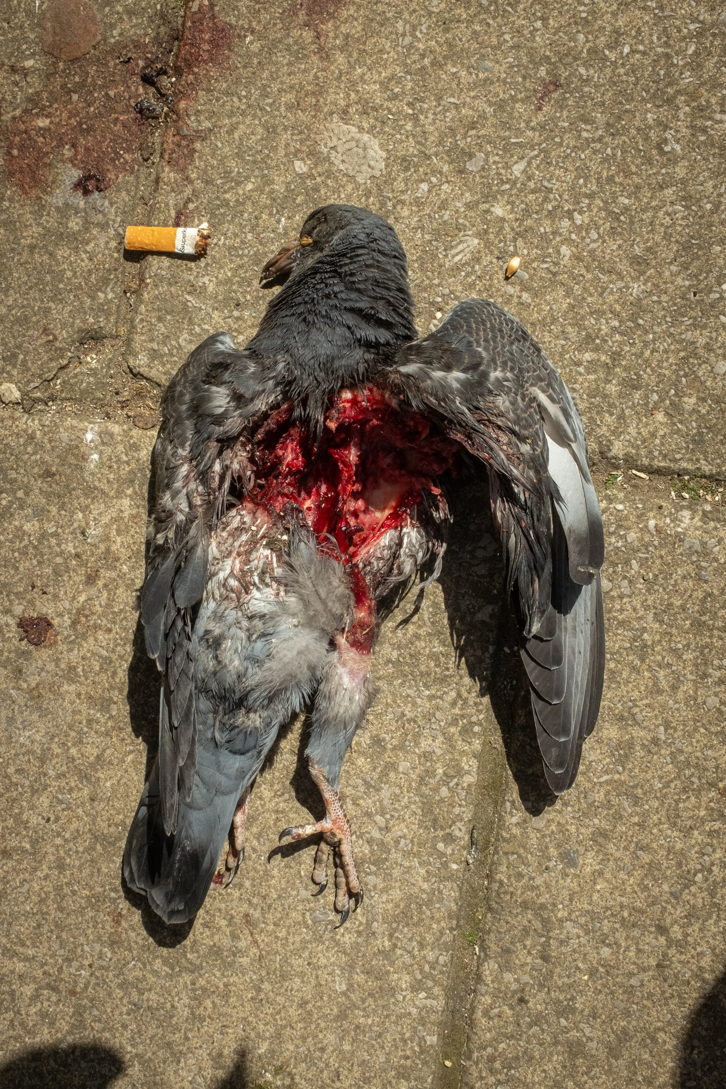 Dead pigeon with exposed flesh lying on pavement near a cigarette butt.