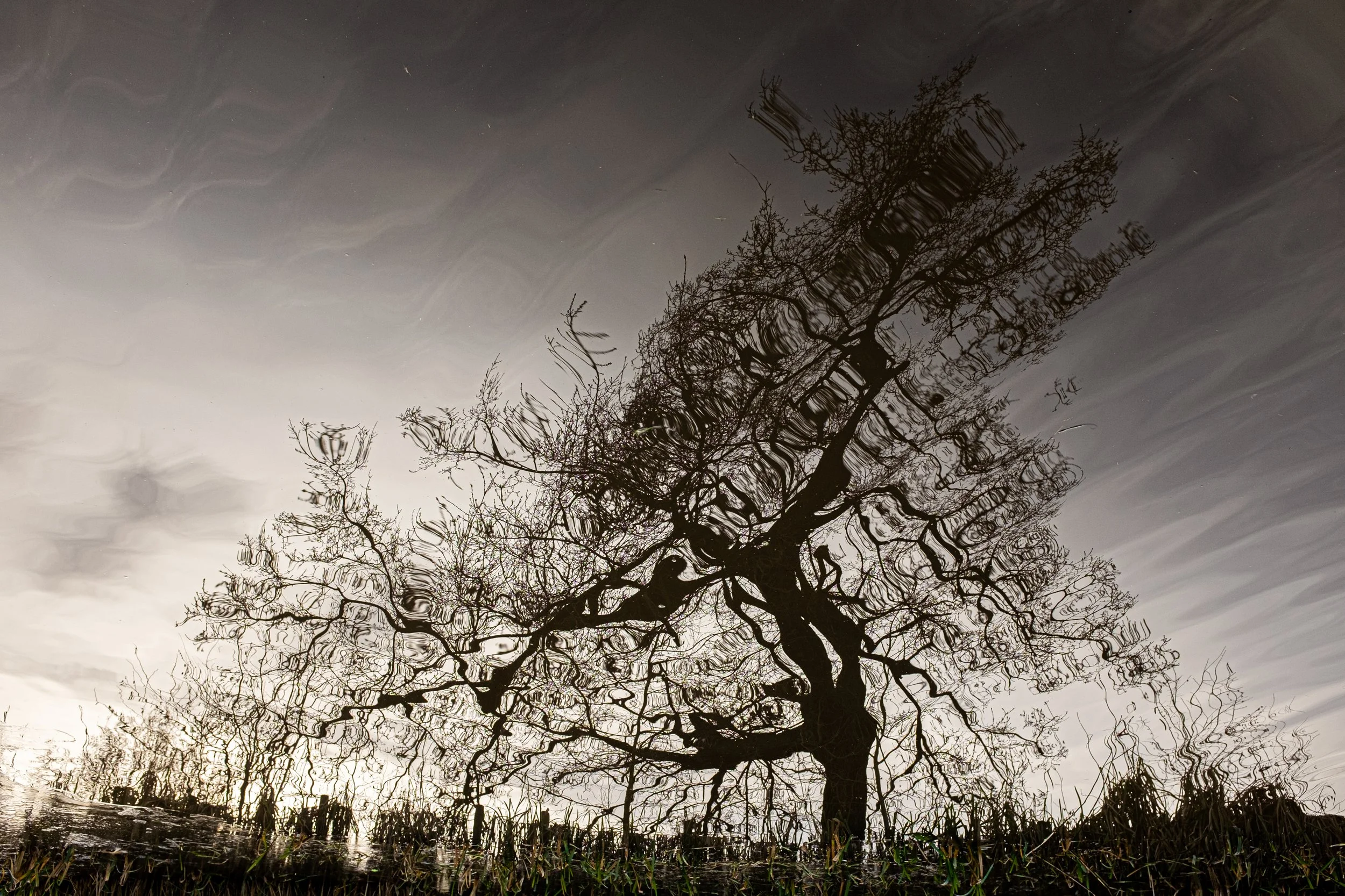 Reflected image of a leafless tree in a body of water, creating a distorted illusion of the tree and sky.