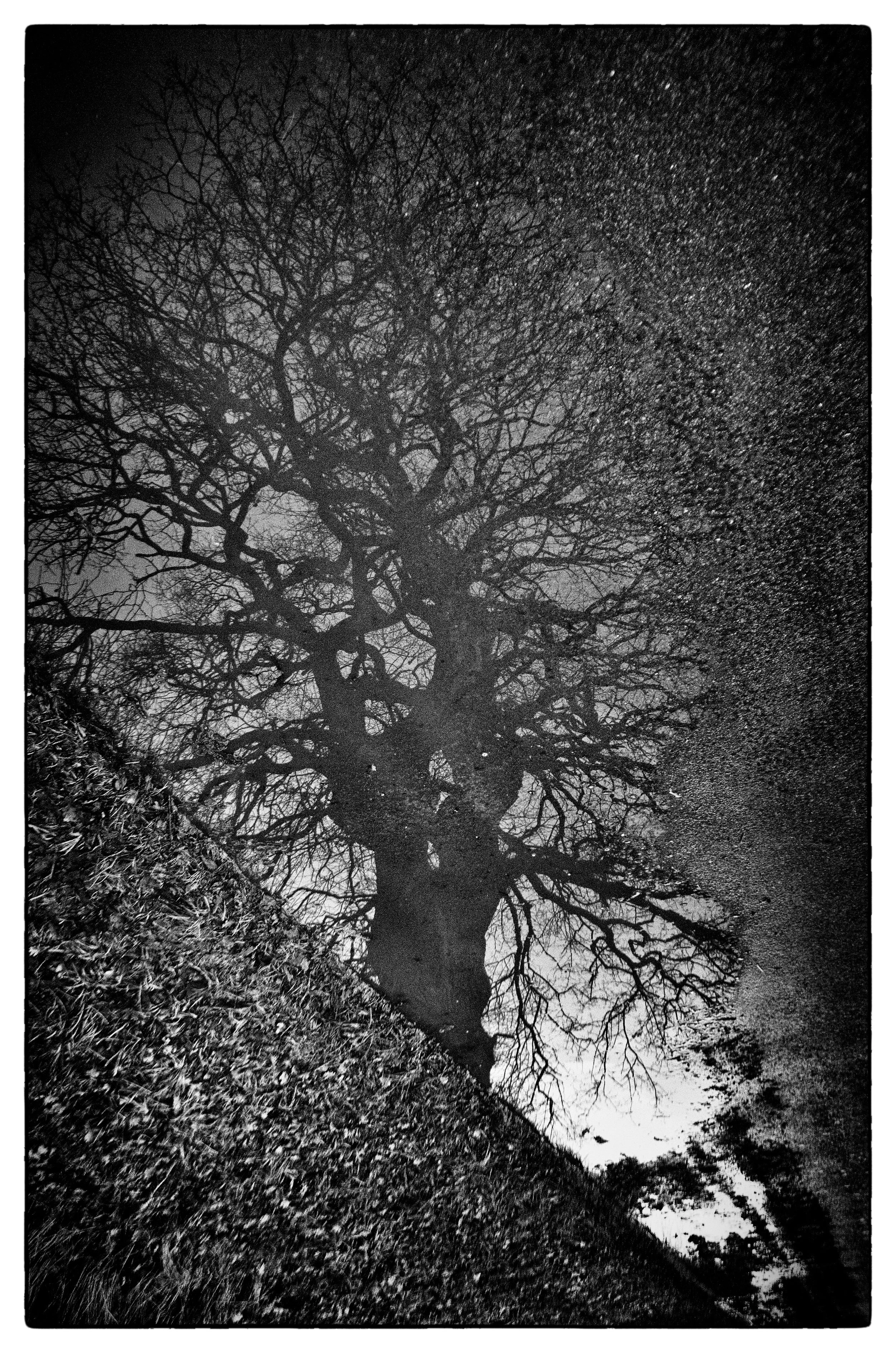 Black and white photo of a leafless tree reflected in a puddle of water on the ground.