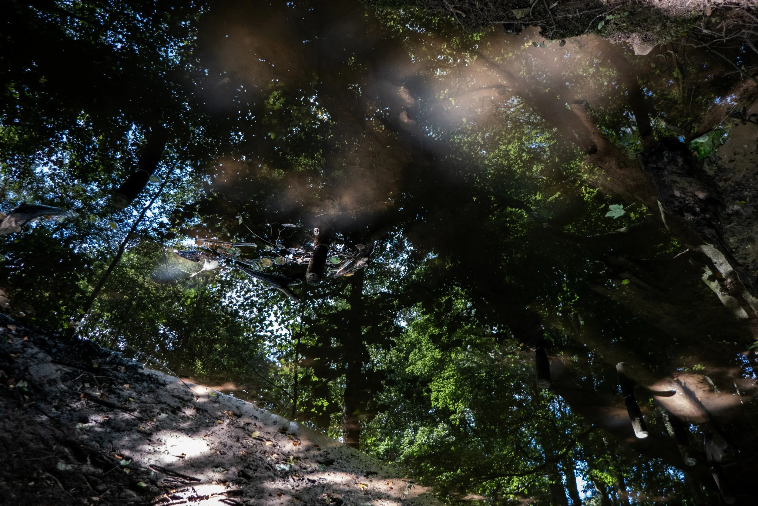 Reflection of the trees and sky in a puddle of water on the ground in a forested area.