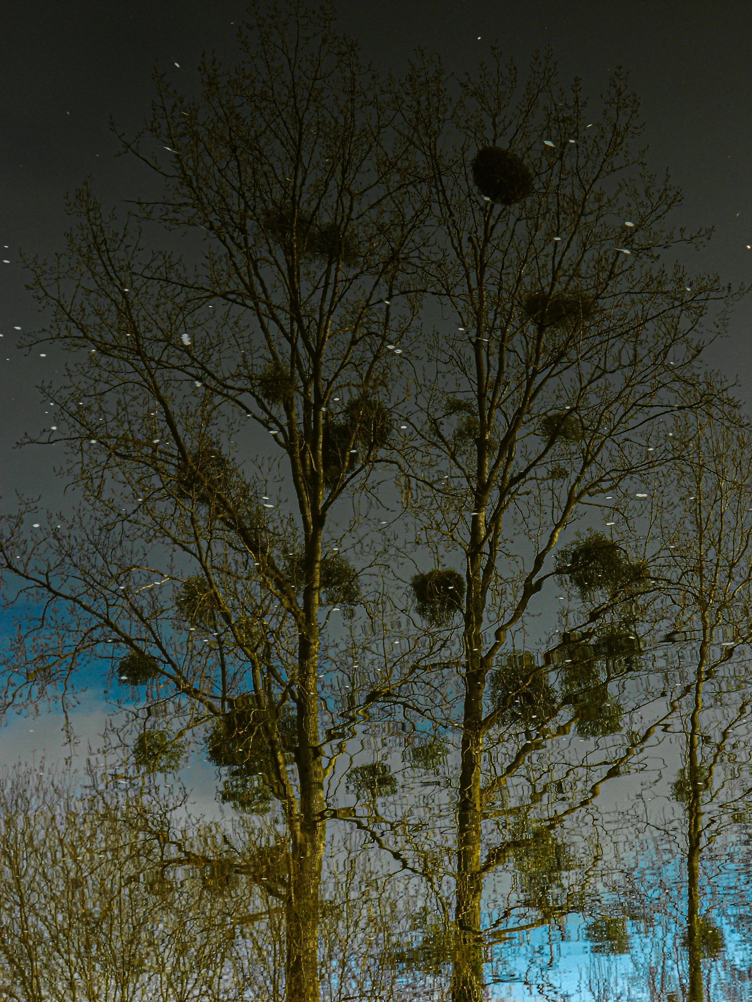 Reflected image of leafless trees and bird nests in a puddle of water, with blue sky and clouds visible.