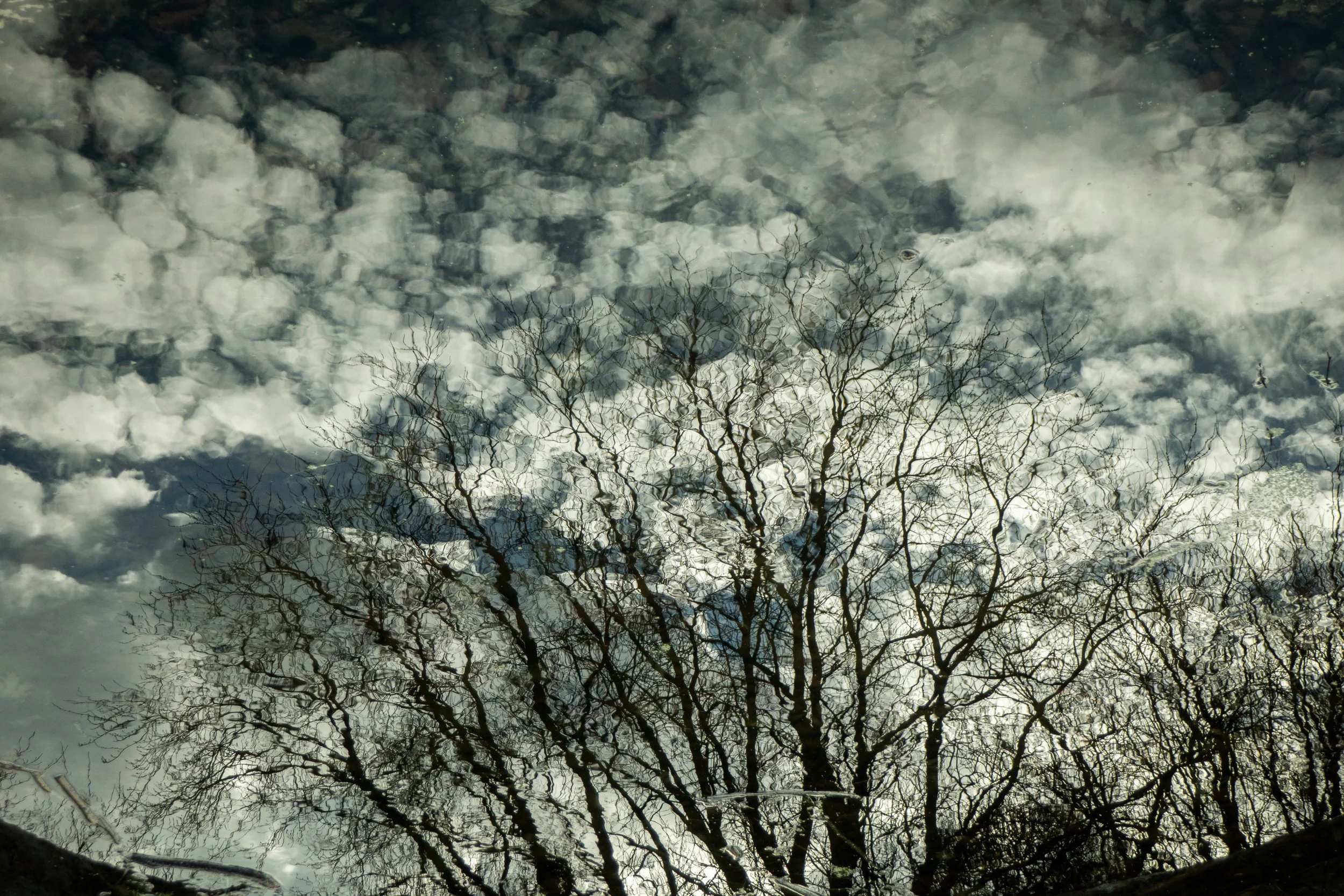A tree with bare branches reflected in a puddle on a cloudy sky with scattered clouds.