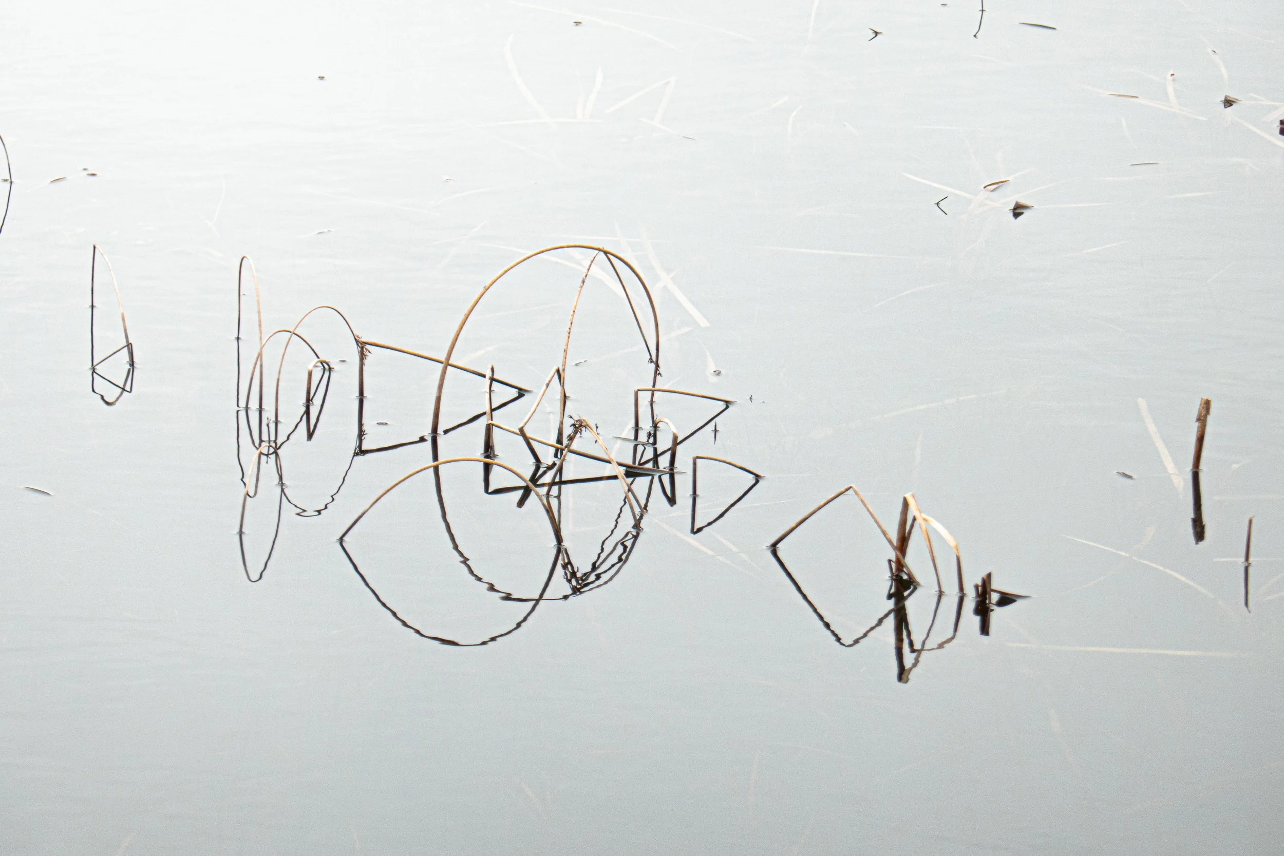 Bare plant stems reflected in a still body of water with some partially submerged tiny plants or debris.