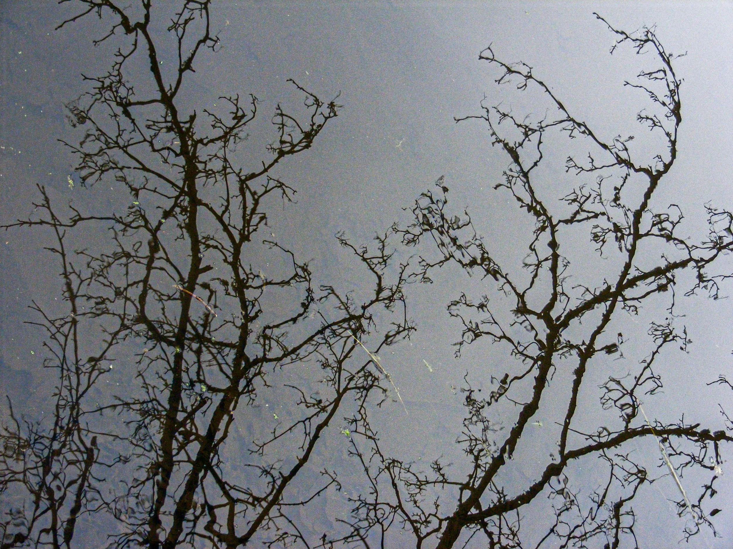Reflections of leafless tree branches on the surface of water.