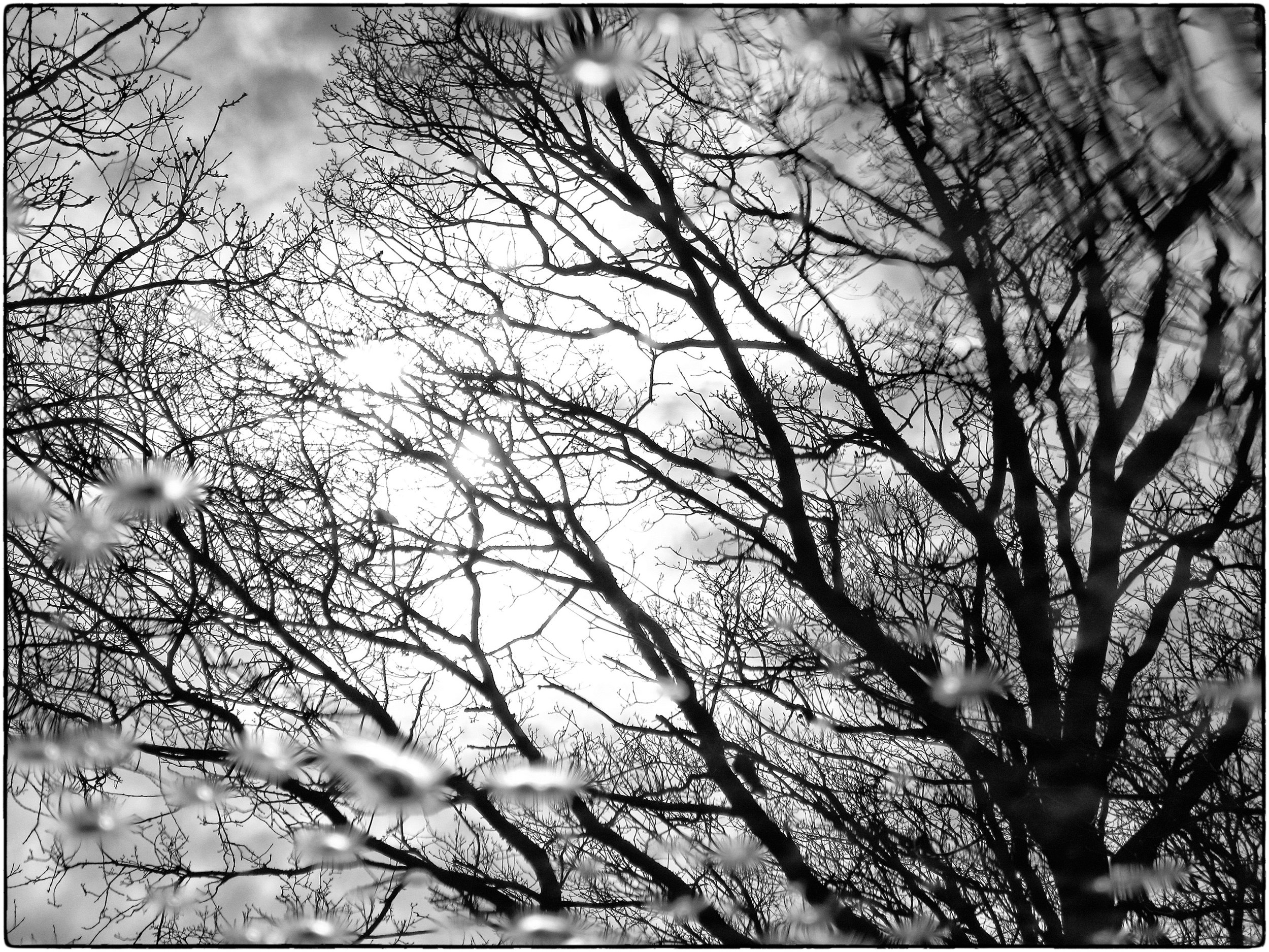 Black and white photo of leafless trees with the sun behind them, creating a high-contrast scene.