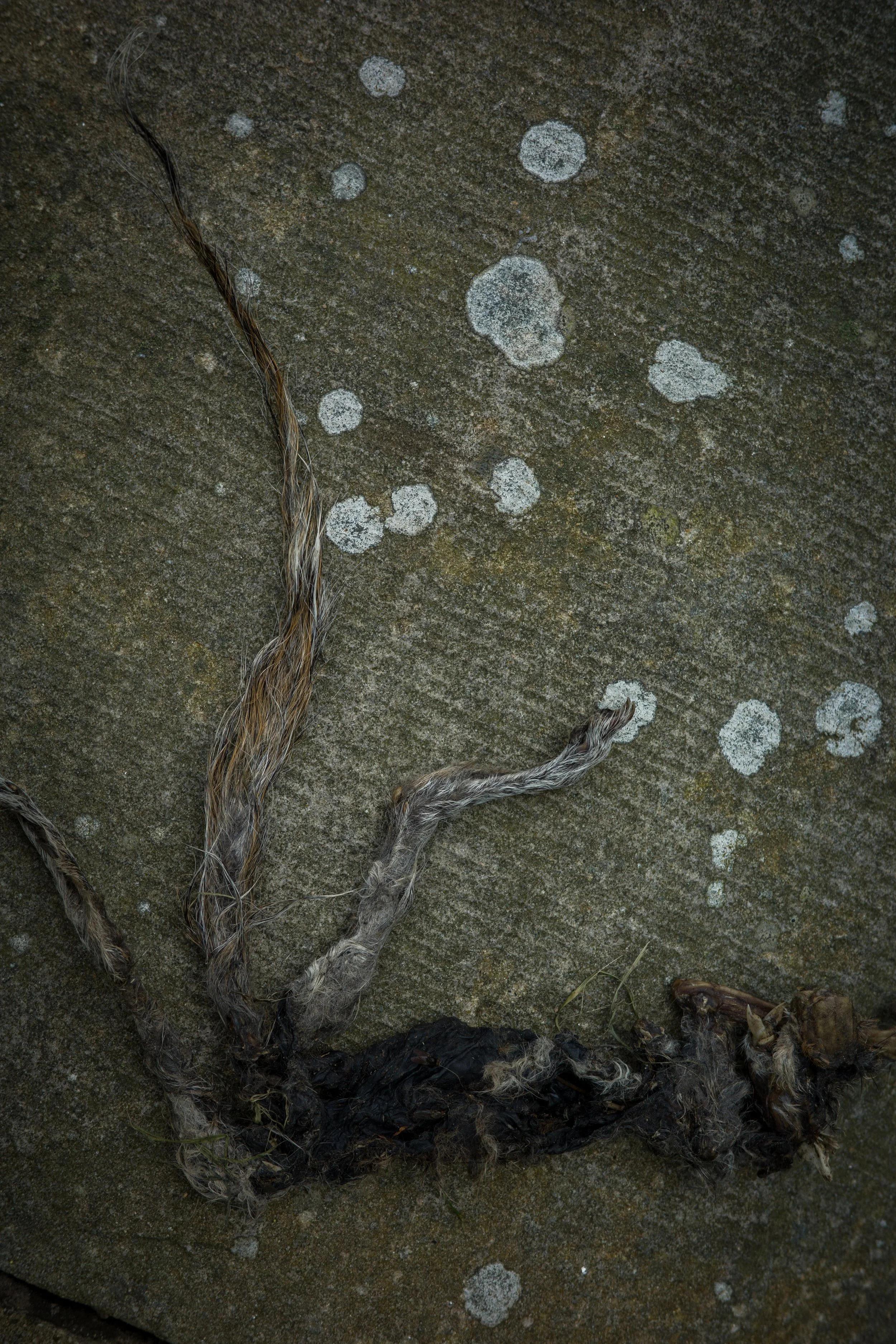 Scorched hair on a rock next to burnt debris.