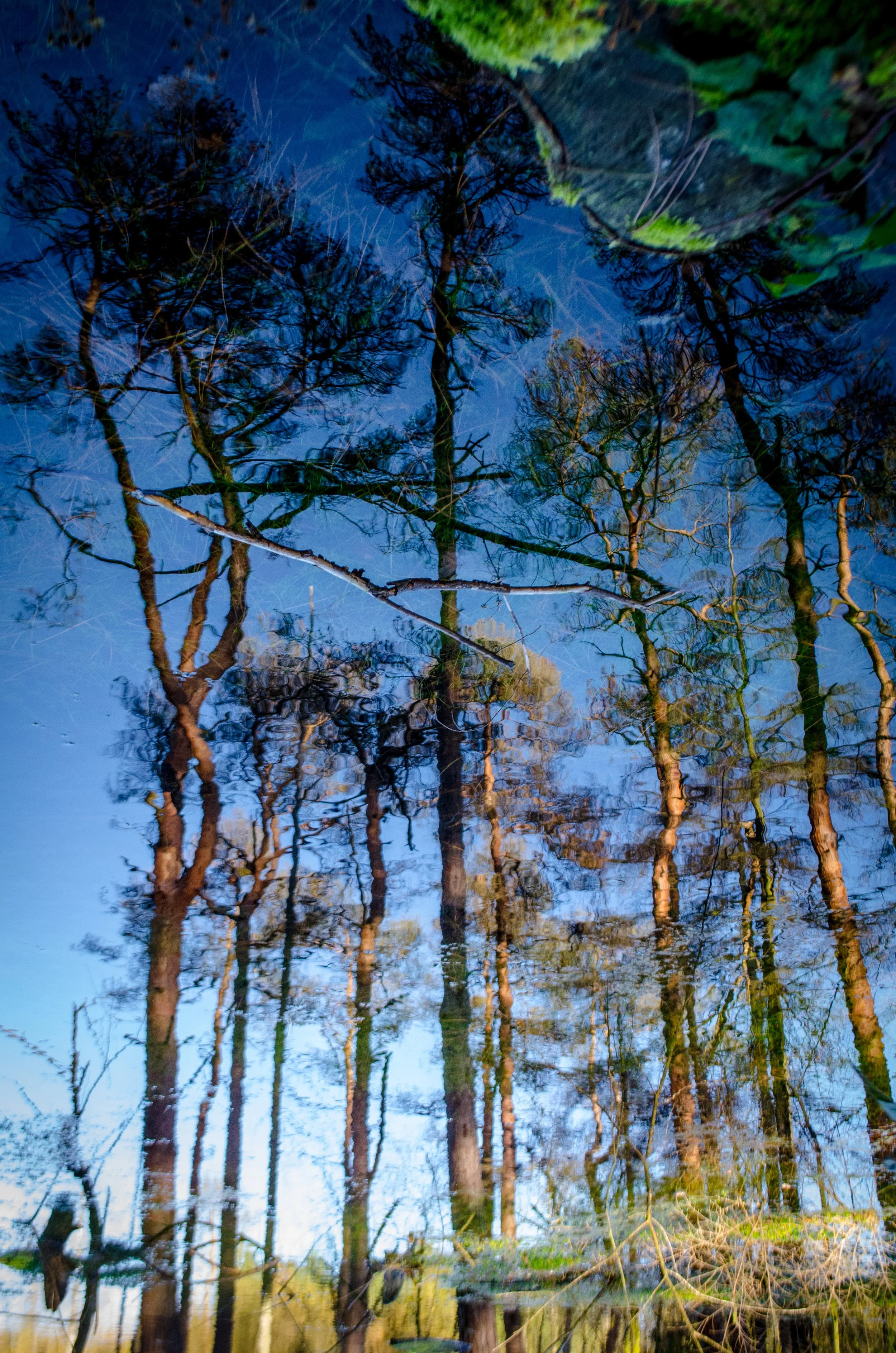 Reflection of a forest with tall trees in a body of water.