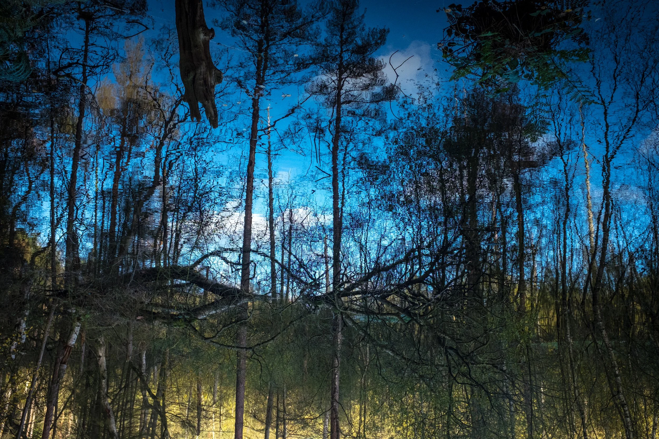 Reflection of trees and sky in a pond with surrounding forest at dusk