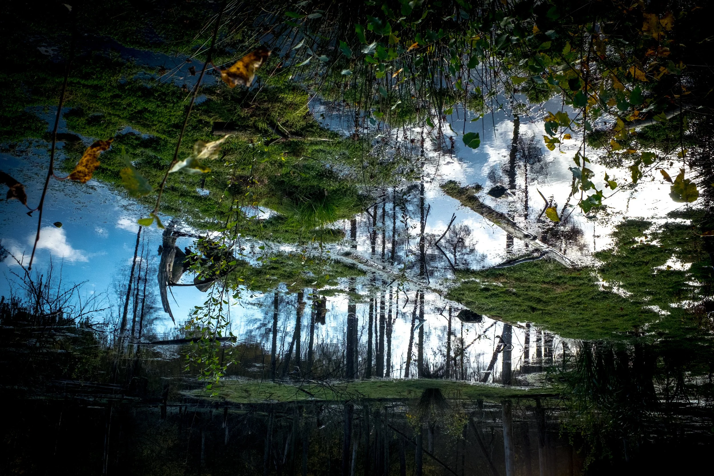 A reflection of a cloudy sky and tree trunks in a pond surrounded by greenery and wetland vegetation.