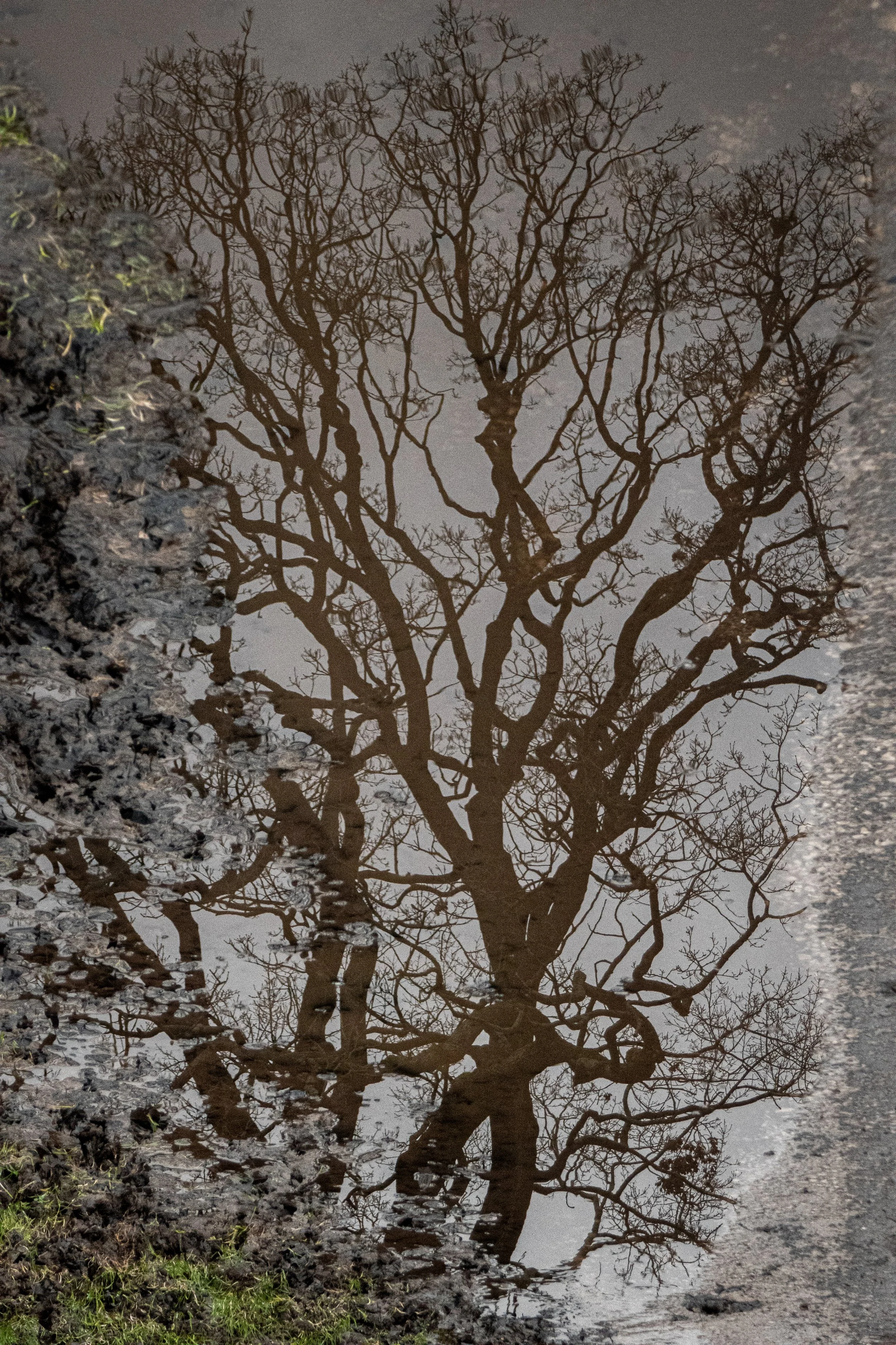 Reflection of a leafless tree in a puddle on the ground.