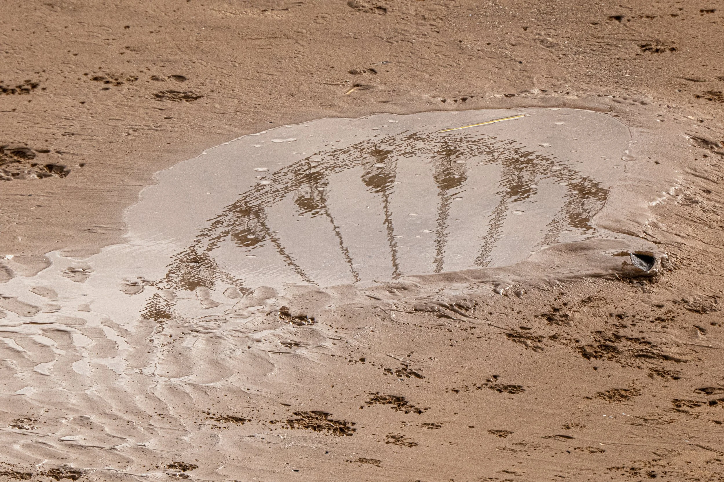 Reflected palm trees in a puddle on sandy beach