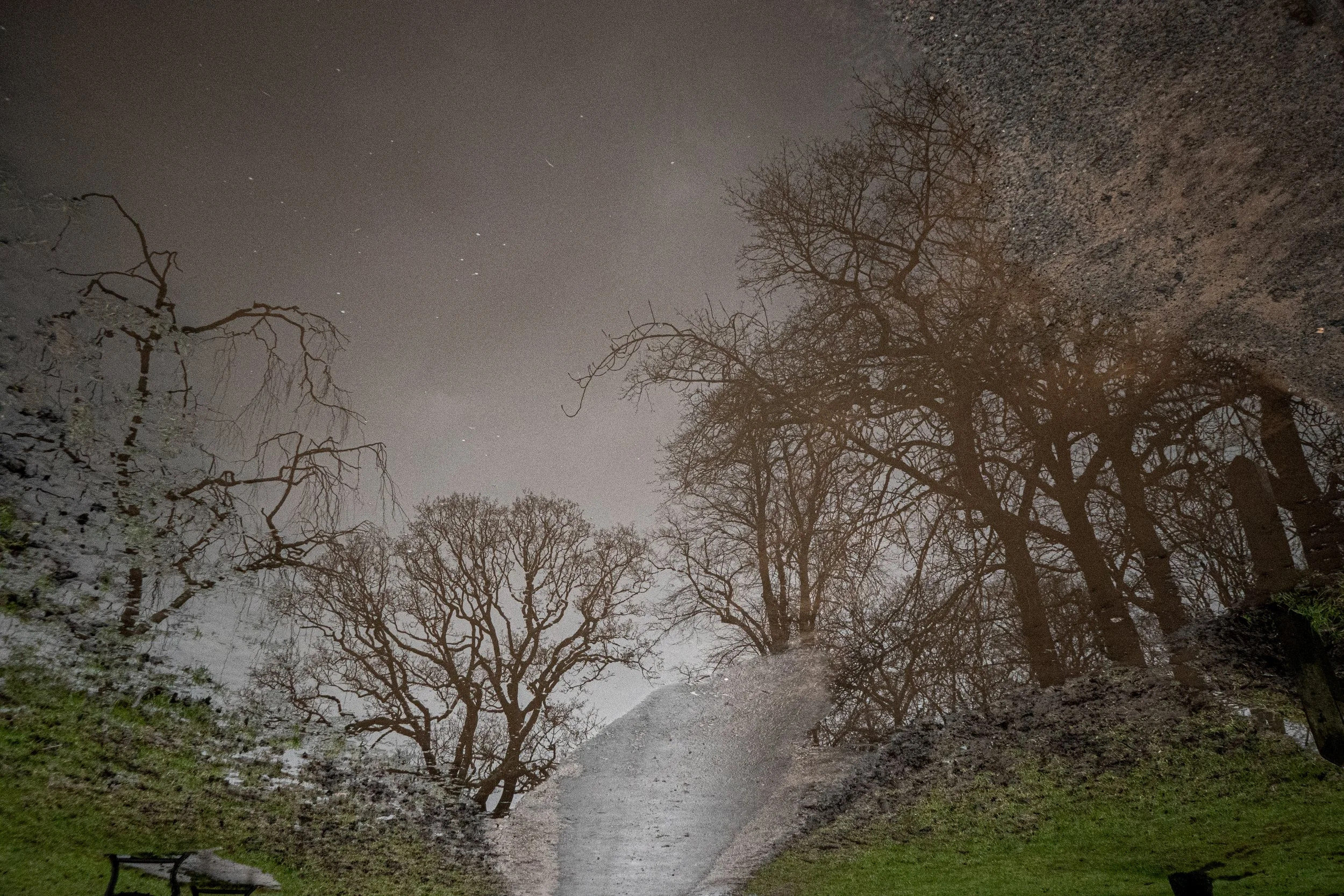 Reflection of leafless trees and a cloudy sky in a puddle on a grass and dirt path.