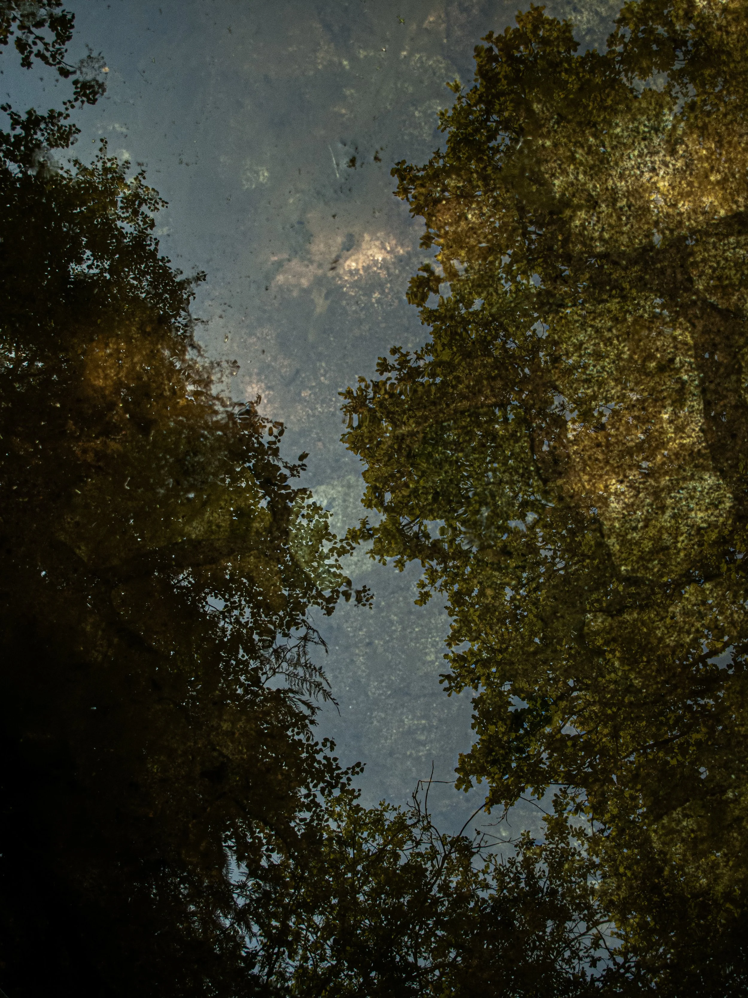 Reflection of trees and cloudy sky in water.