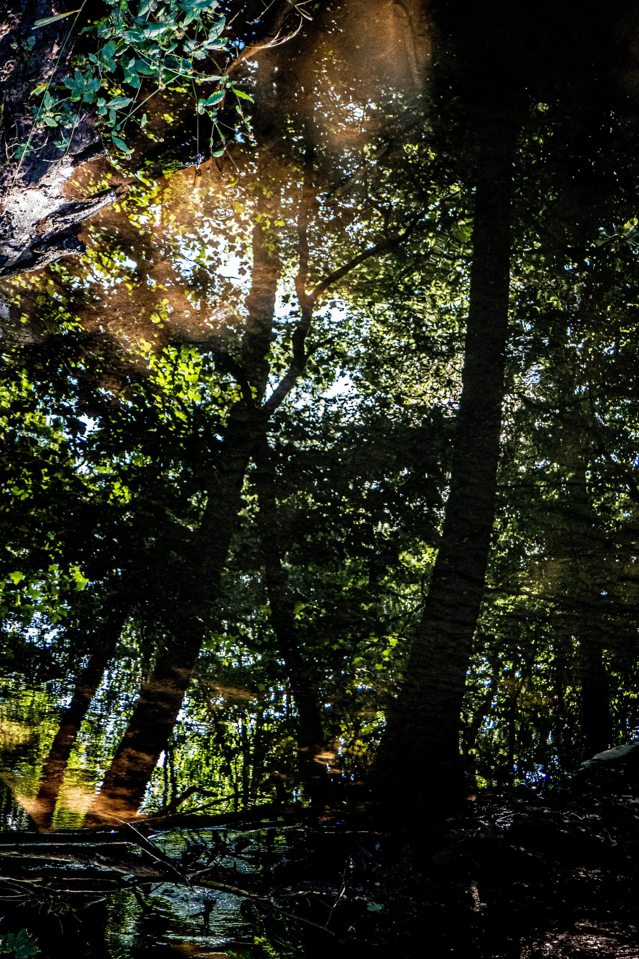 Reflected view of trees and foliage in a water body with some sunlight filtering through the leaves.