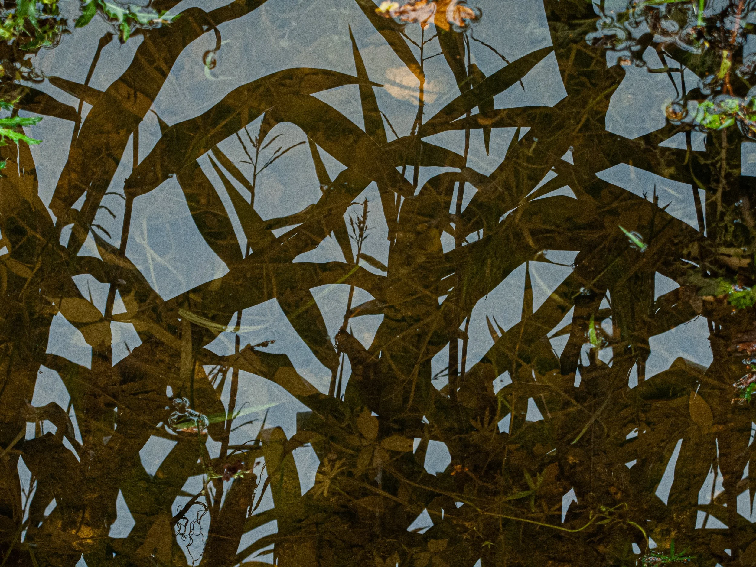 Reflected plants and sky in water