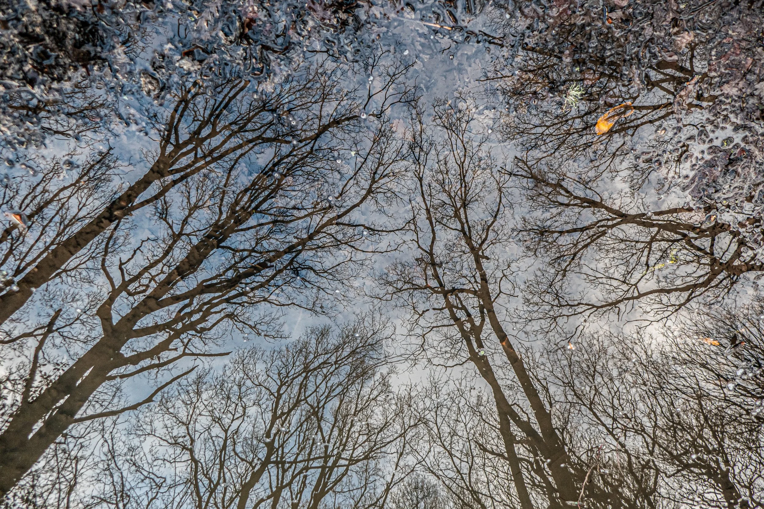 A view of leafless trees reflected in a pond with a cloudy sky above.