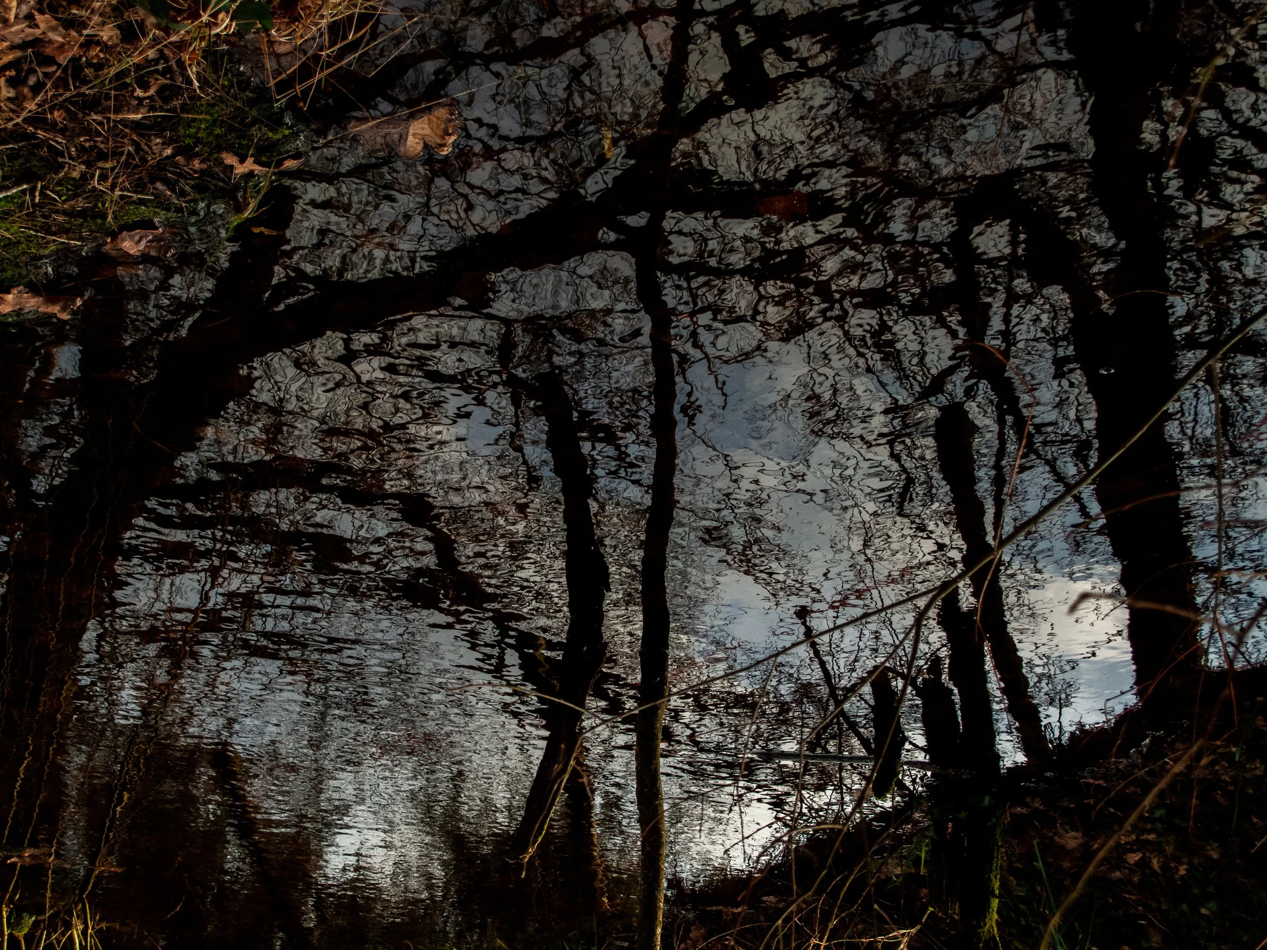 Reflection of trees and sky in a small body of water surrounded by grass and fallen leaves.